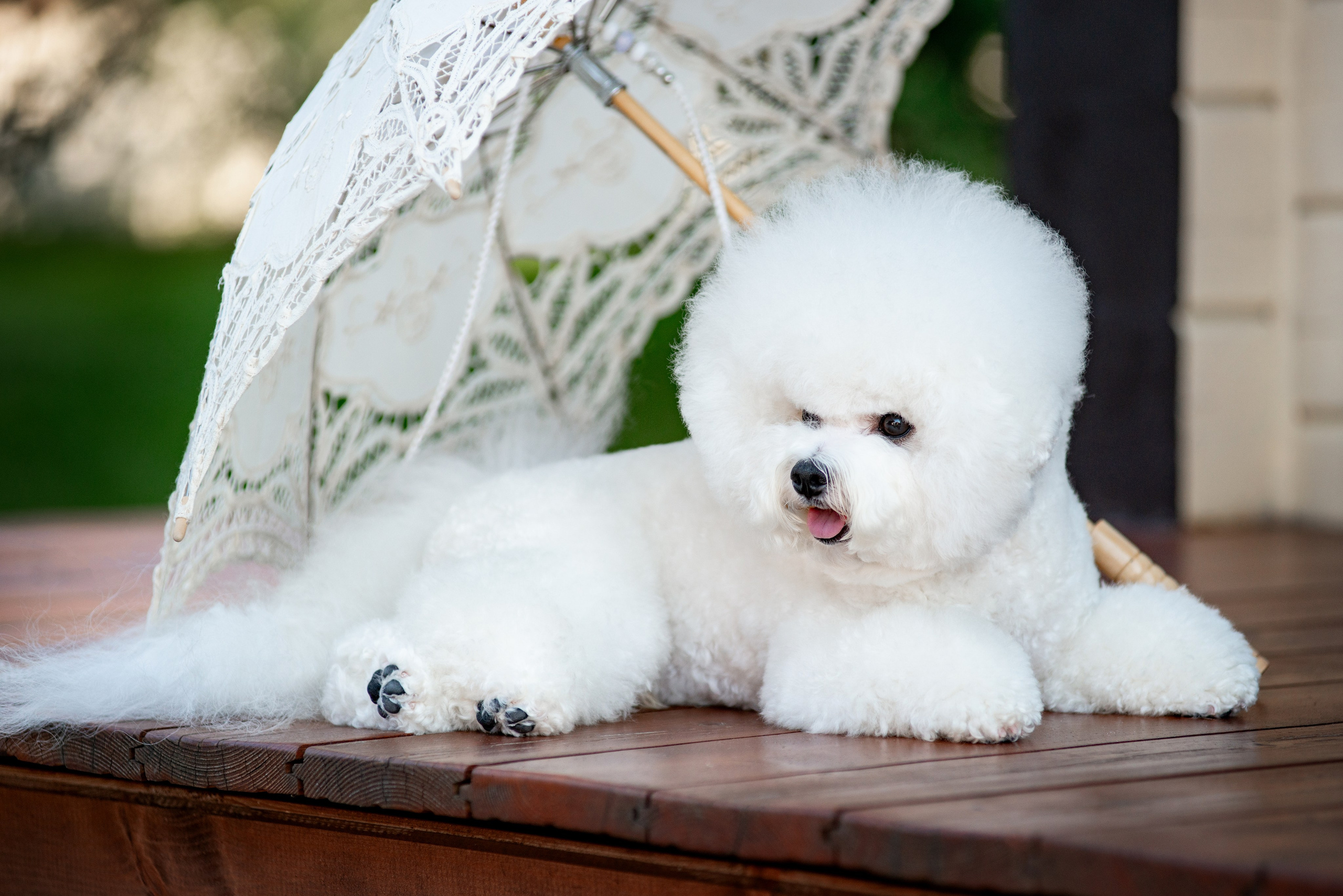 Фото домашних питомцев