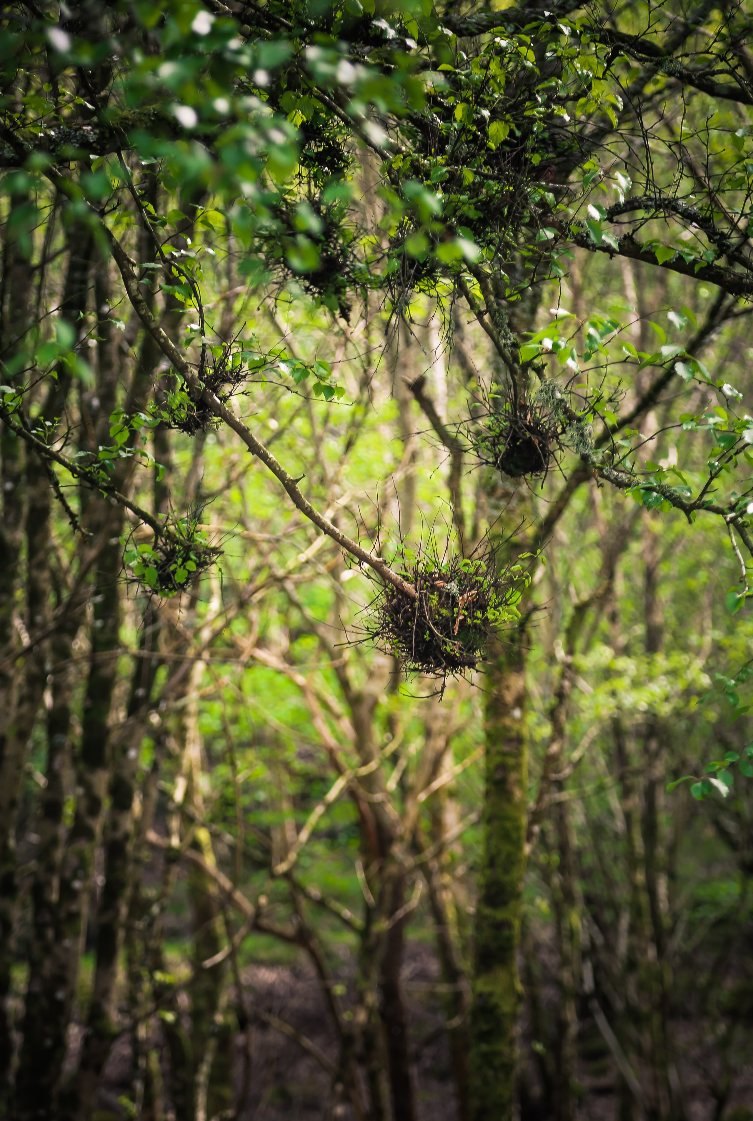 Ирландия: Горы Уиклоу. Дарья Письменюк / Darya Leitstern — фотограф, музыкант, журналист, путешественник