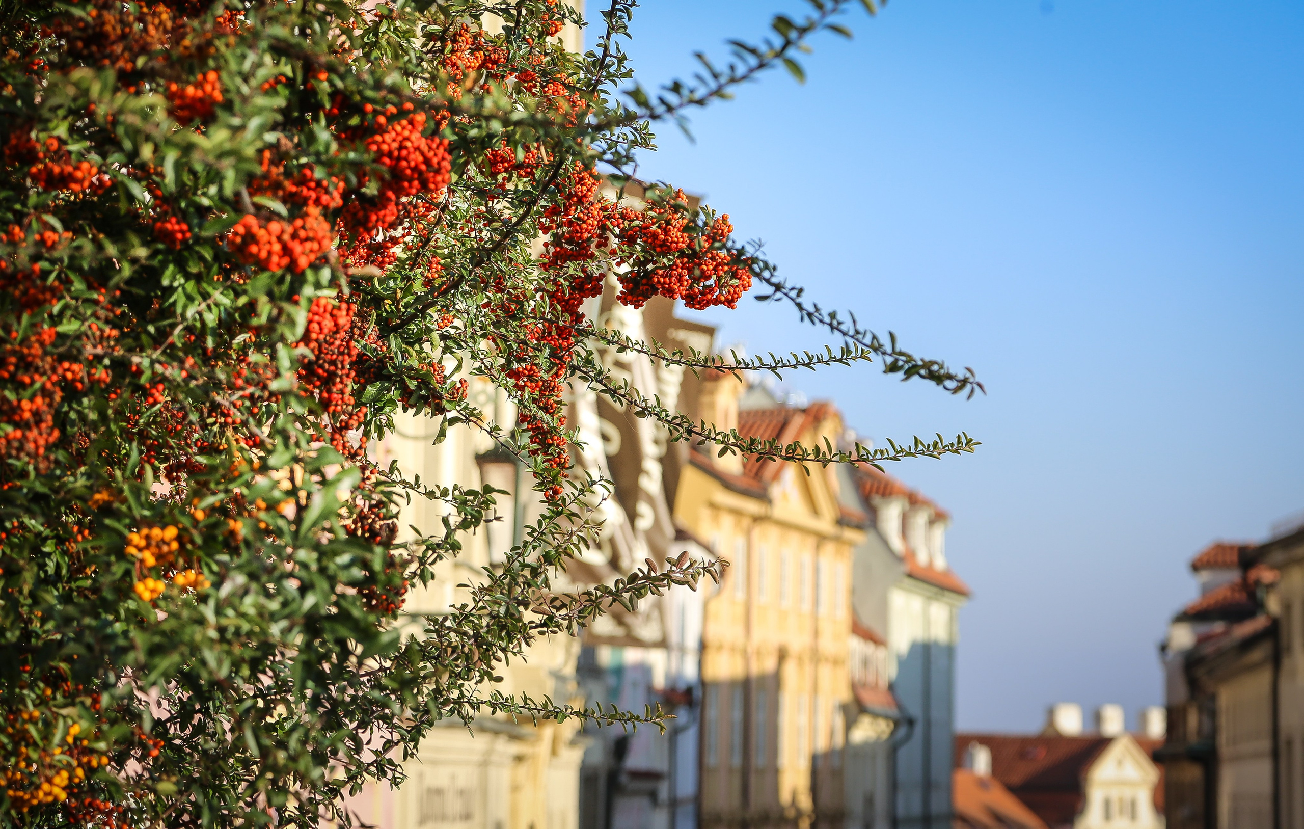 Чехия: Прага. Дарья Письменюк / Darya Leitstern — фотограф, музыкант, журналист, путешественник