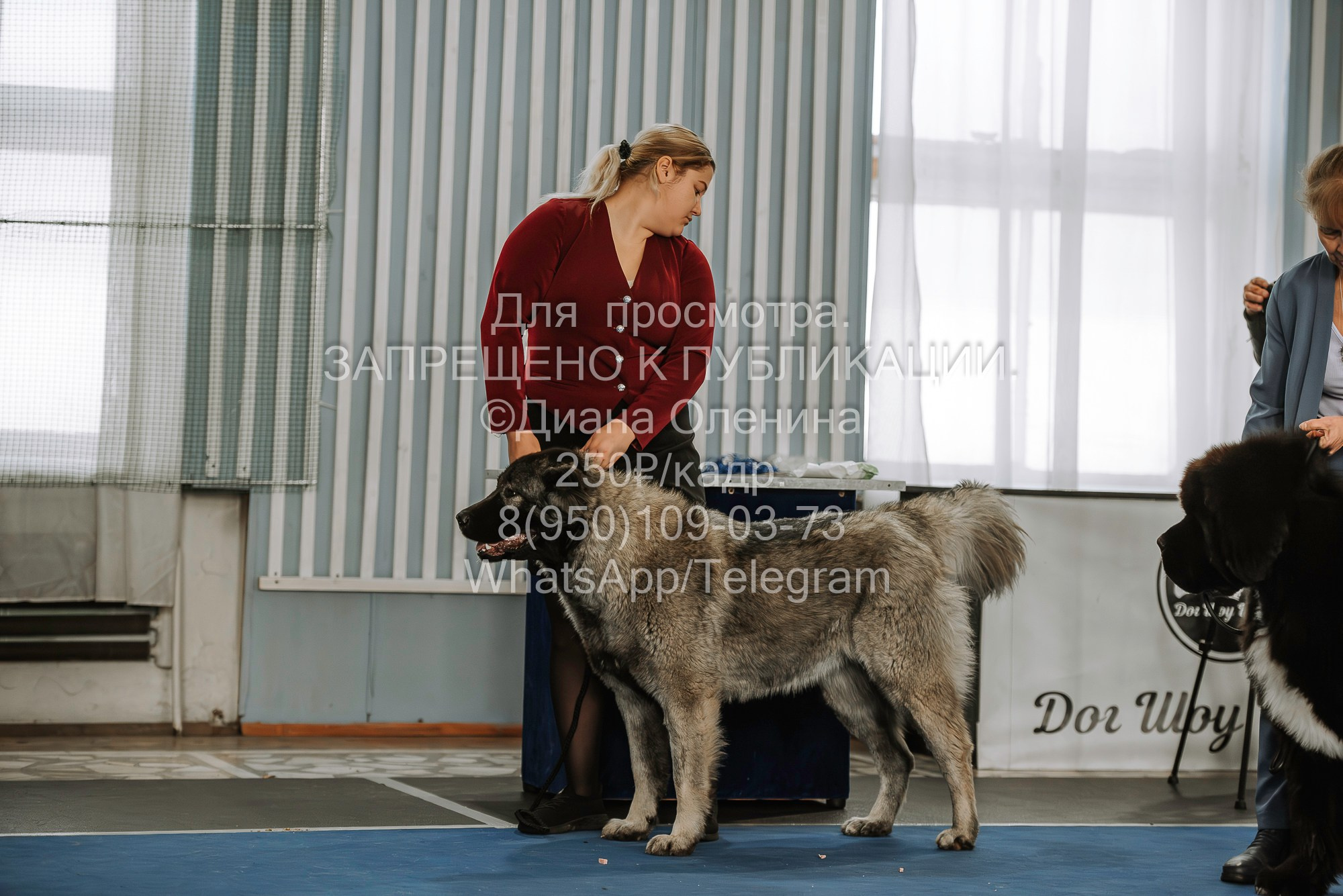 Выставка собак Красноярск 29.10.2023. Фотограф Диана Оленина Красноярск / Братск