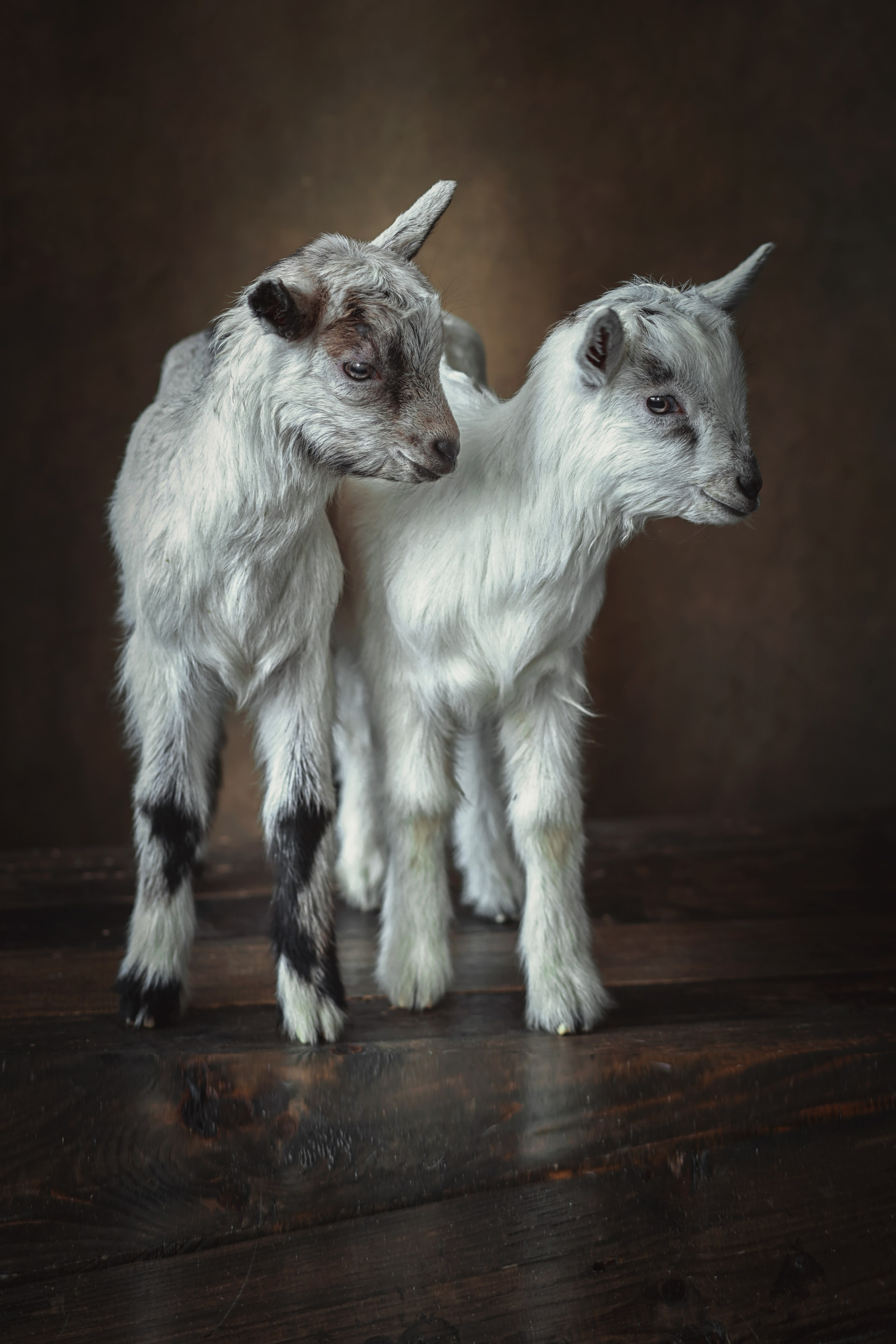 Фотосессия животных в Ижевских, фотограф животных. Детский, семейный фотограф в Ижевске и Москве Аксинья Лысенкова ADEN
