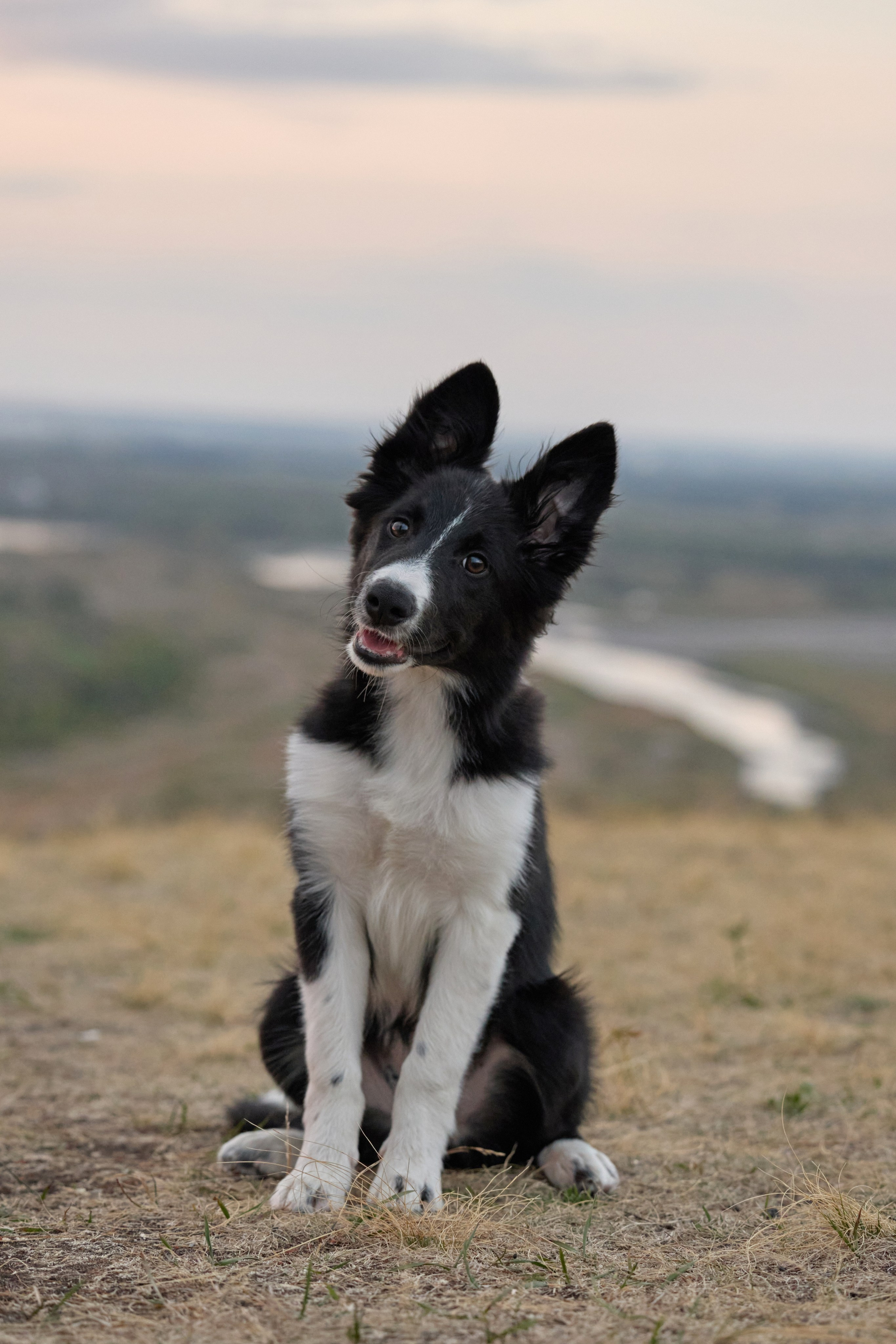Аделя и ее хвостики. Фотограф анималист в Казани Алина Сулейманова. Фотограф животных
