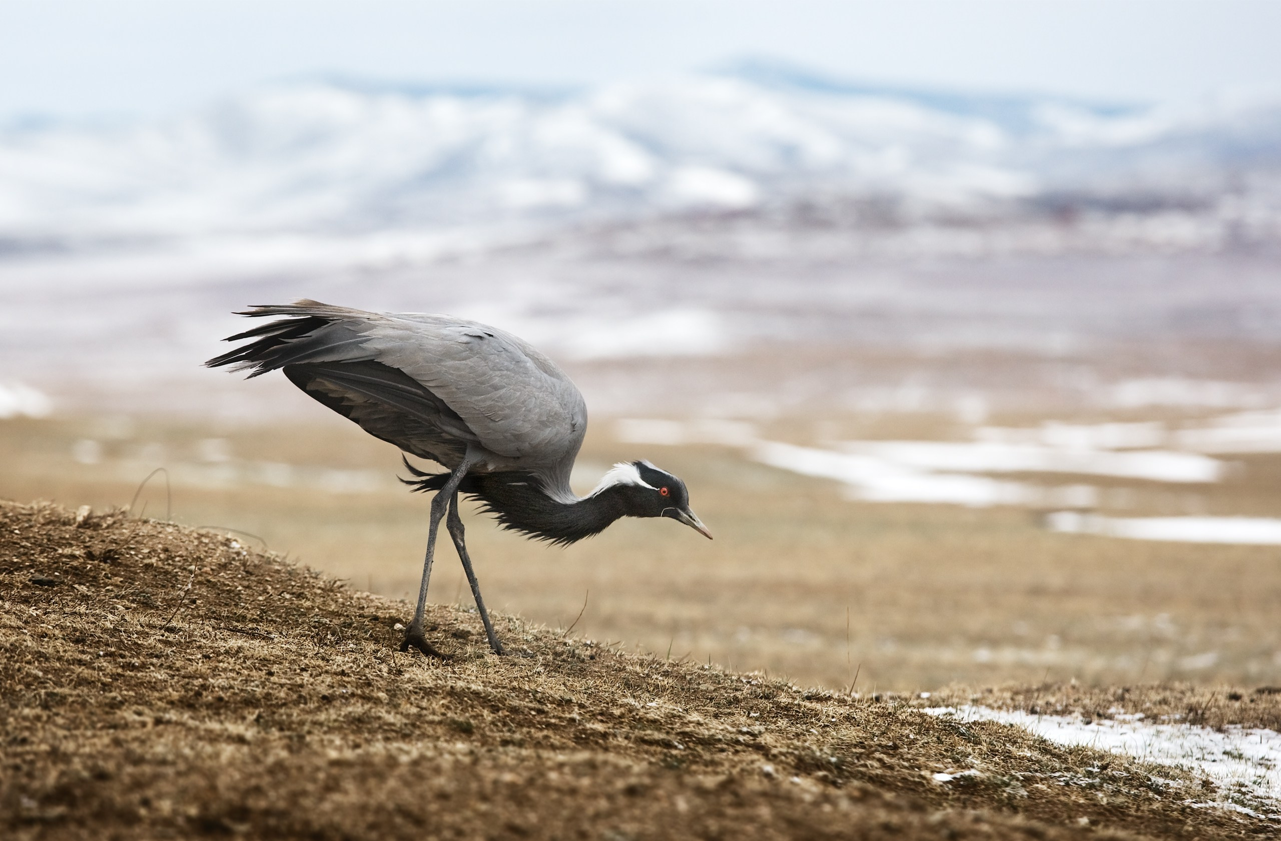 Монголия. Фотограф Владимир Медведев