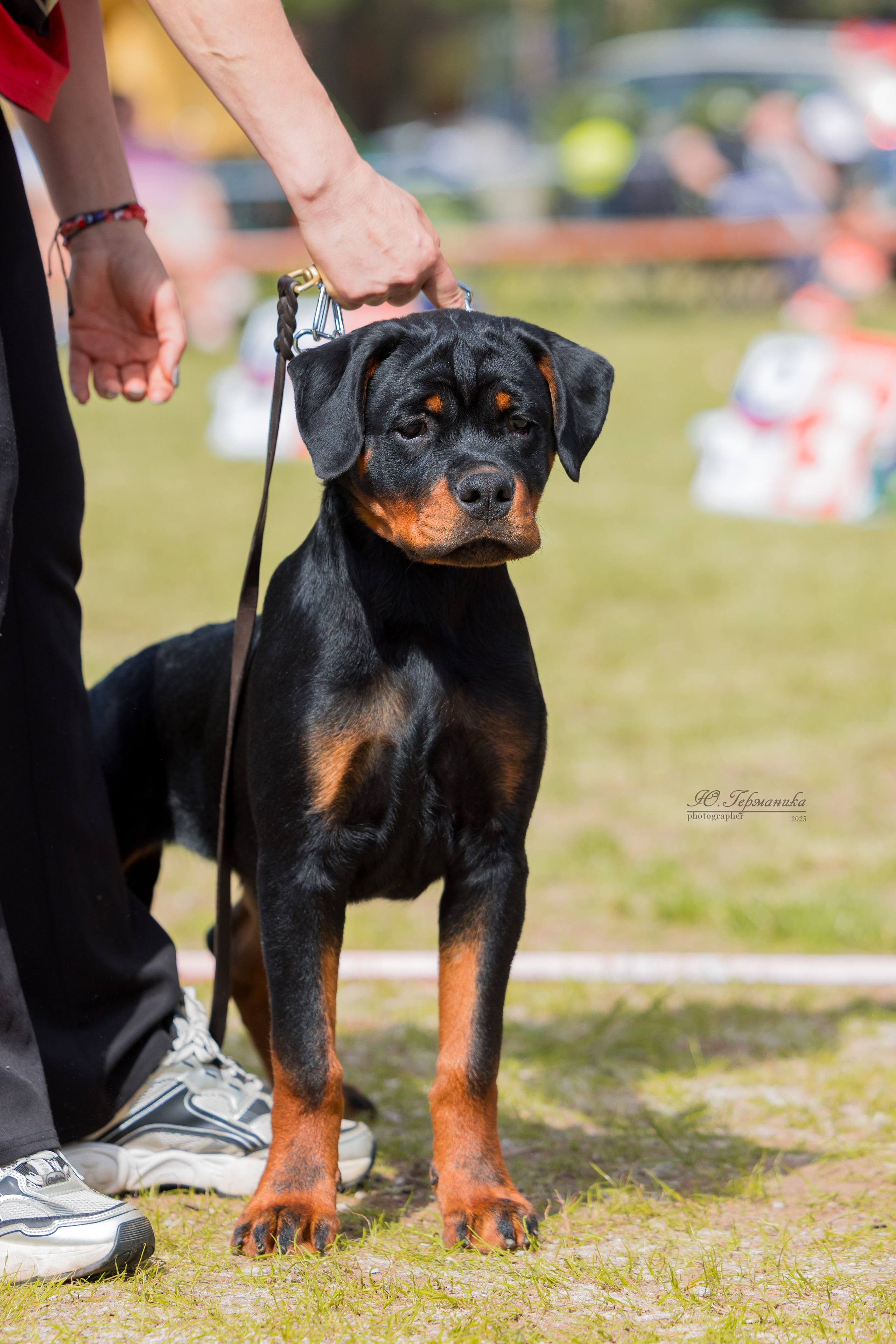 Тверь ротвейлеры 5-6.07.2025. Фотограф-анималист Юлия Германика