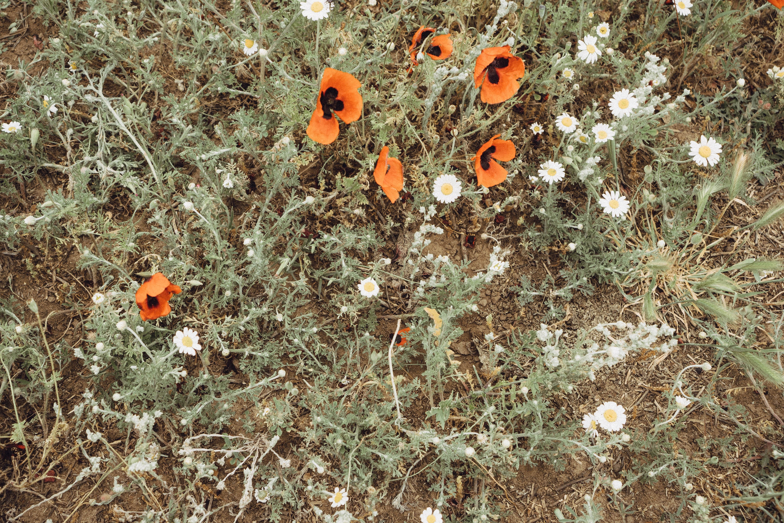 Кавказ. Профессиональный фотограф, Санкт-Петербург — Виктория Богомолова