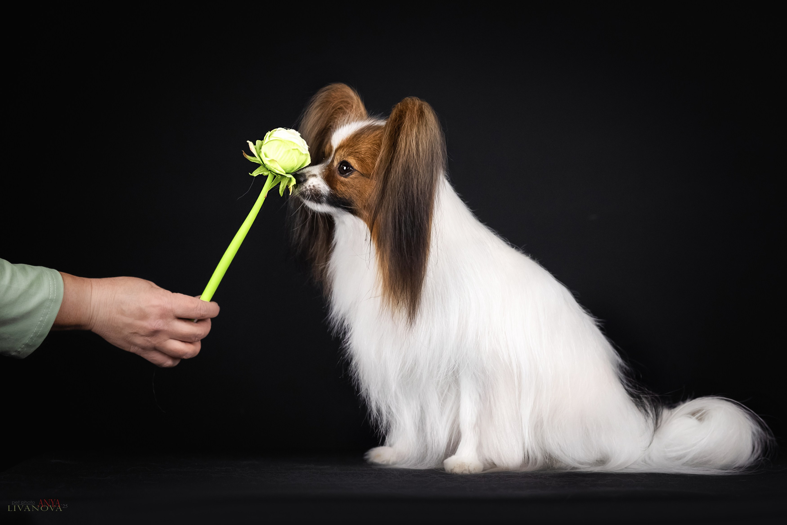 Флай. Фотограф анималист Аня Ливанова | Рыбинск