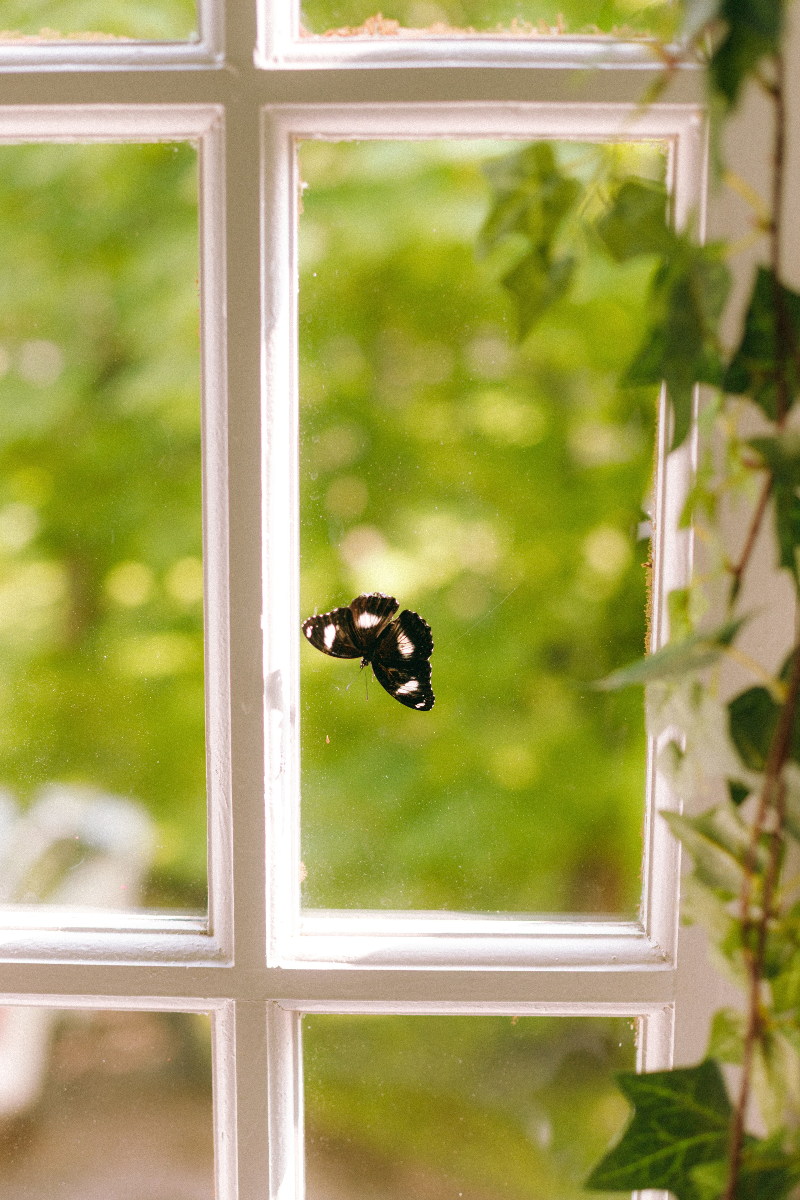 Oksana. Фотограф в Санкт-Петербурге Александра Юн