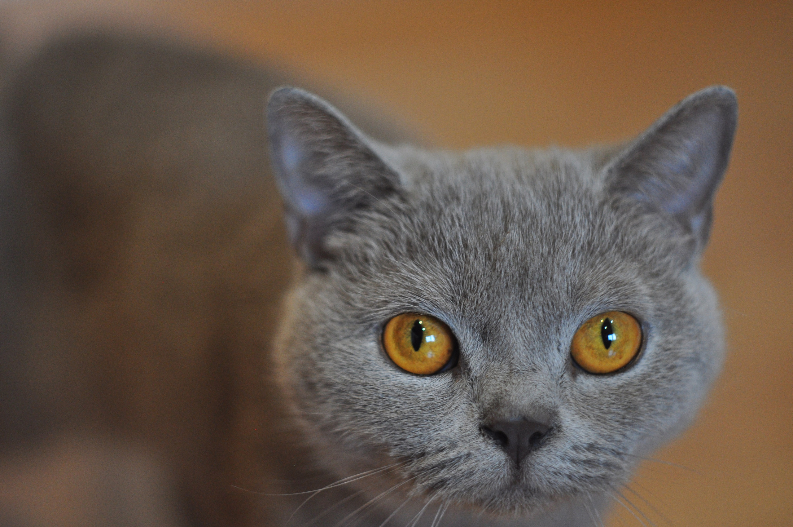 Октябрь. Семейный, Свадебный фотограф СПБ Питер— Романова Екатерина