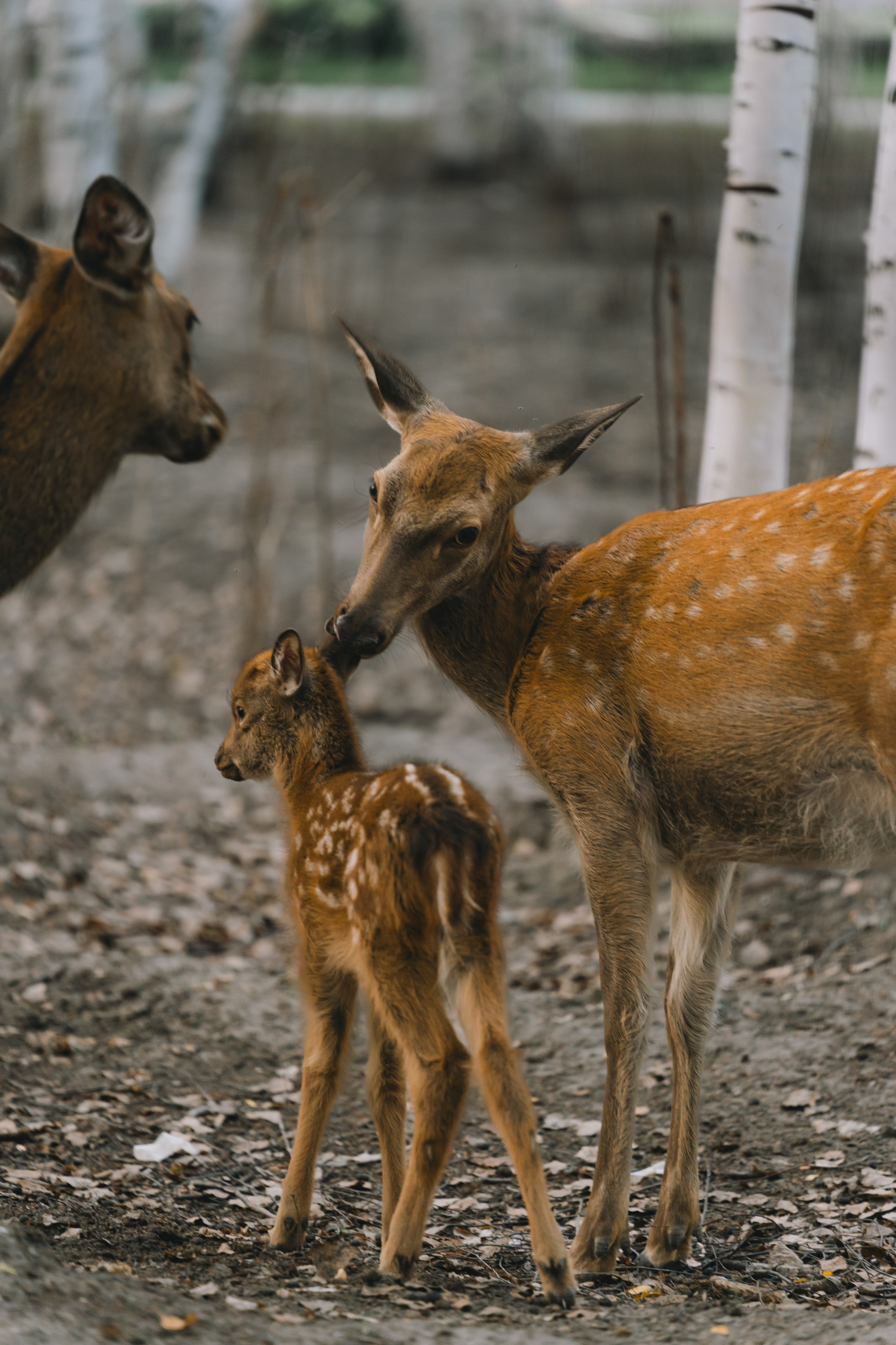 Усть-Каменогорск, Сентябрь 2024