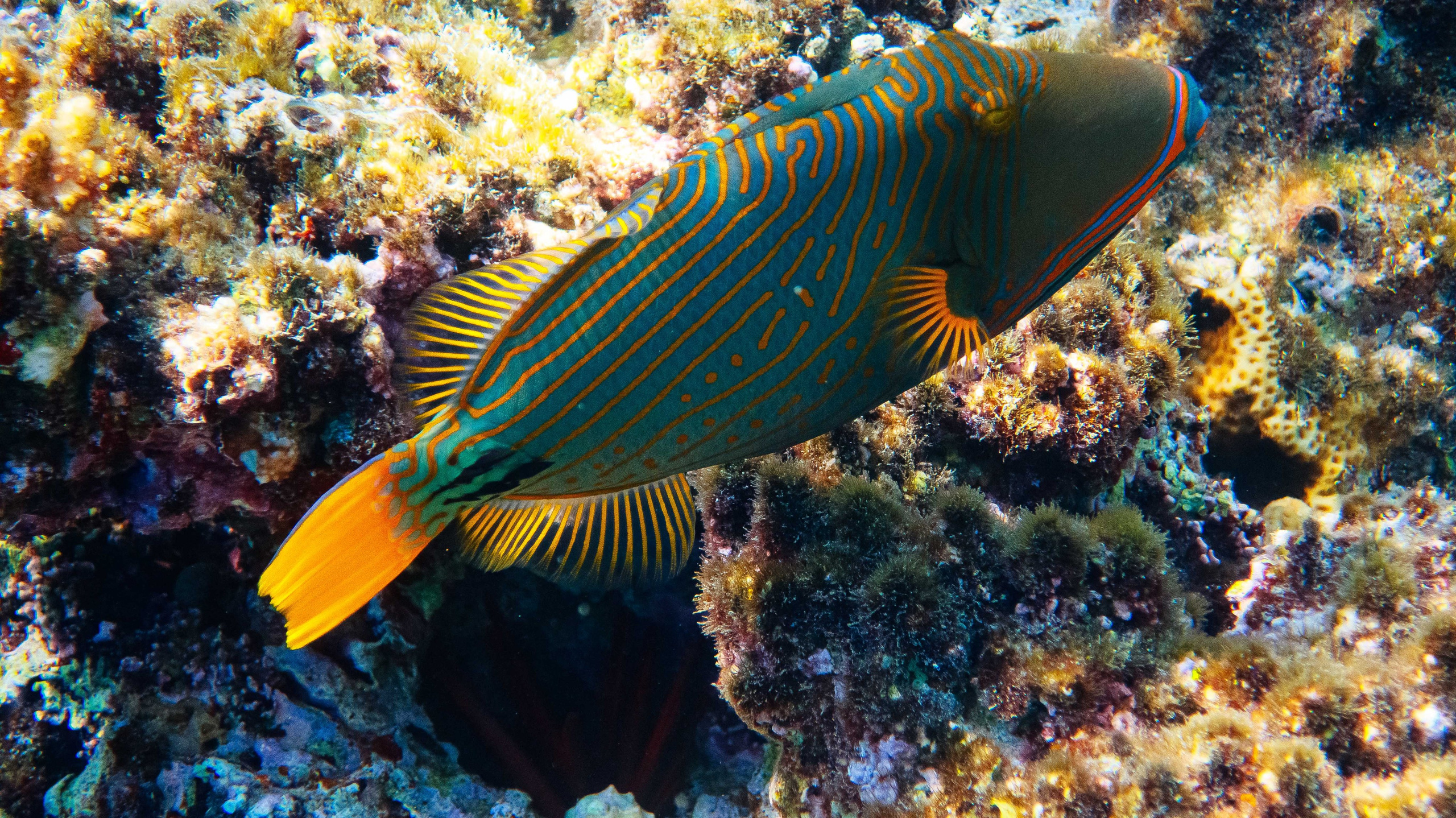 Fish. Фотограф Светлана Голицына