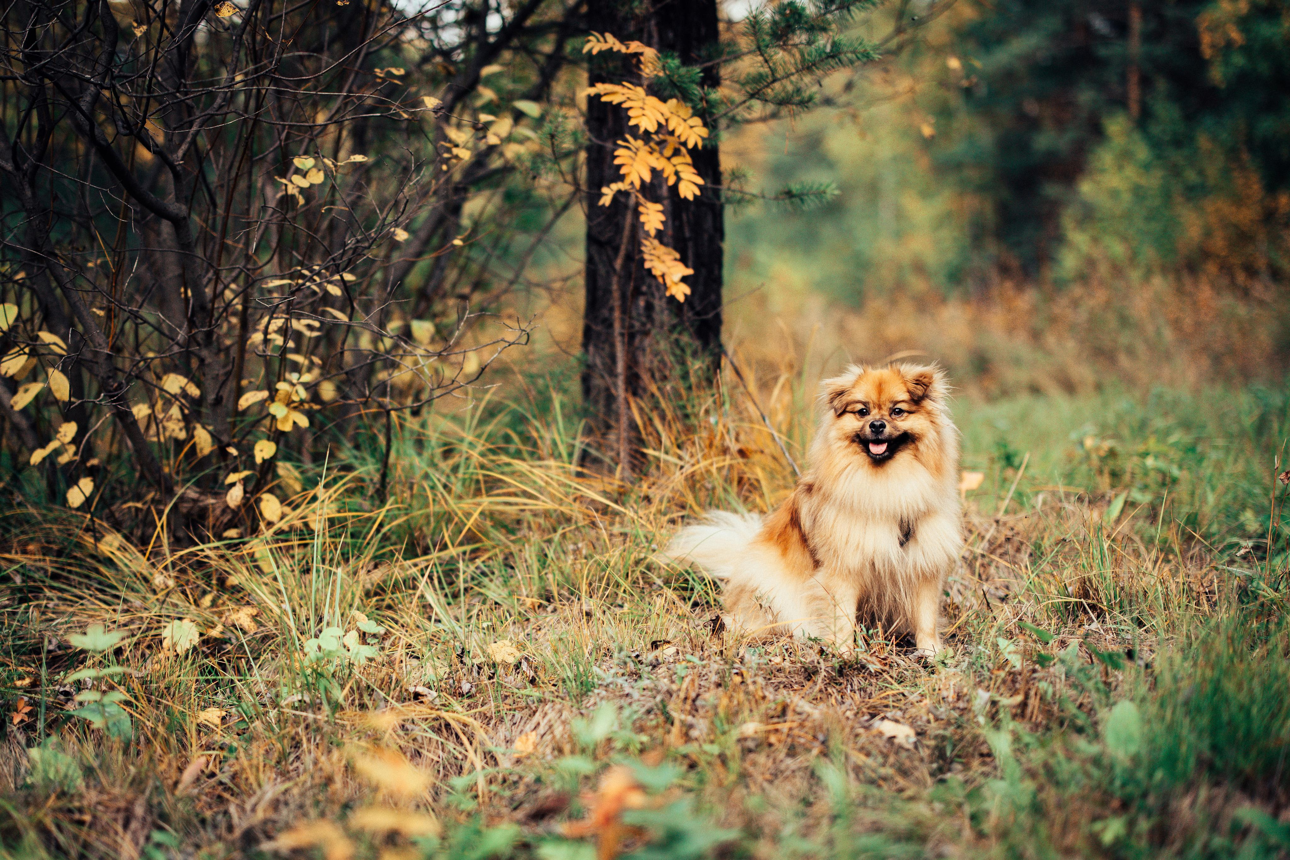 Братишка. Портретный арт-фотограф в Екатеринбурге Алена Нестерова