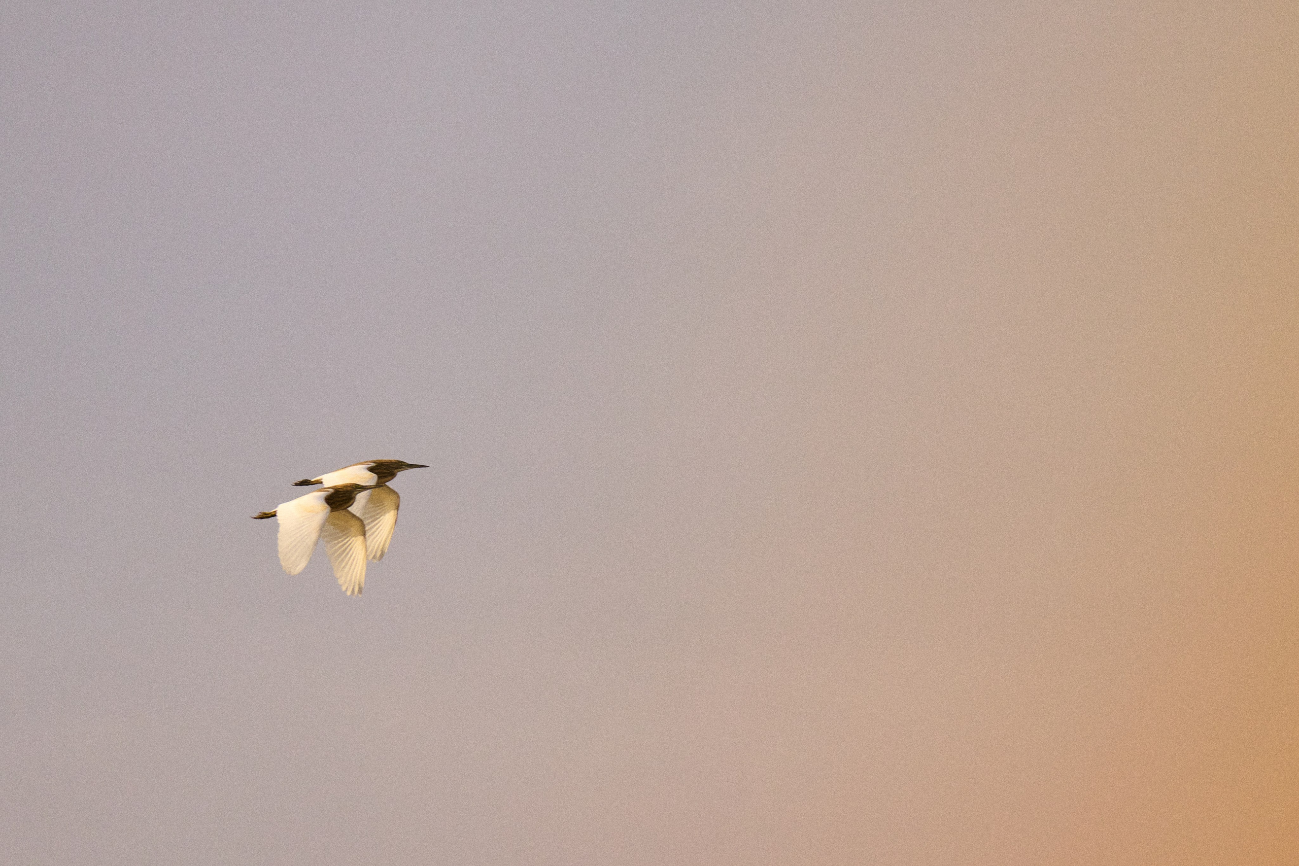 Gambia River. See the moment and catche. commercial and reportage