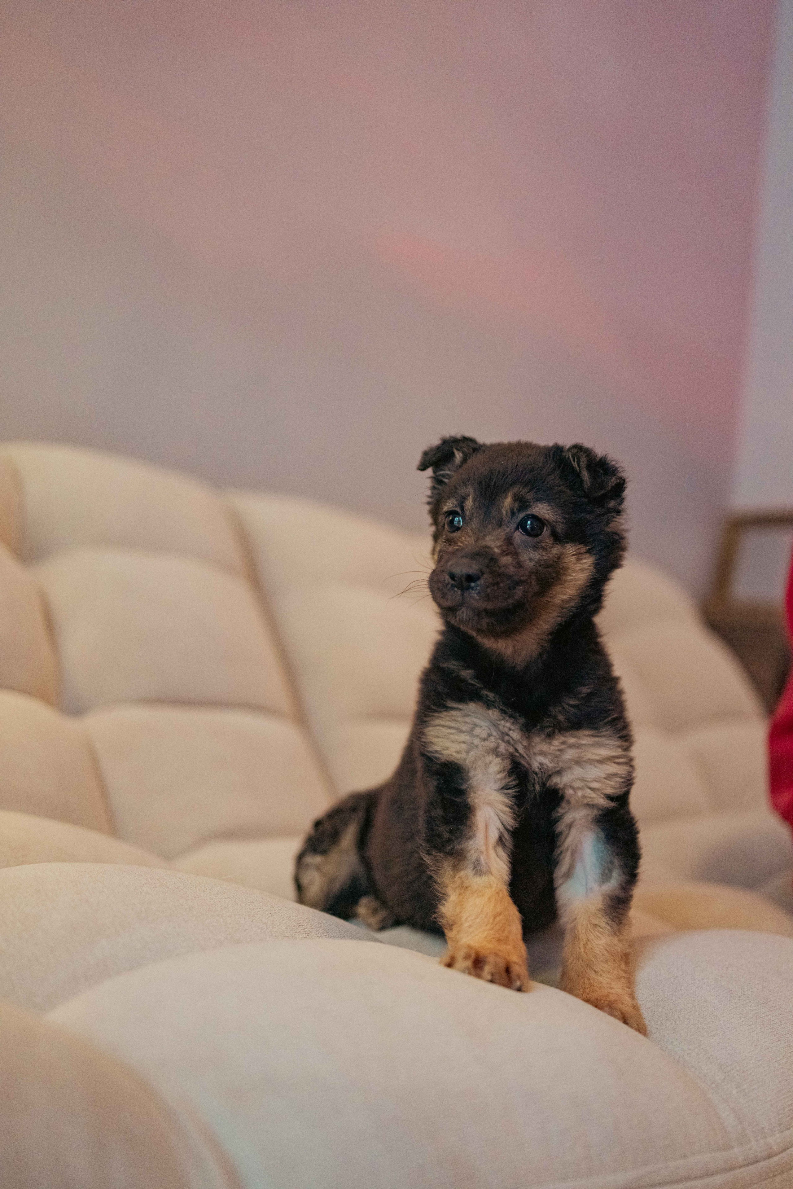 Пеппа. Фотограф-анималист в Москве Лера Черноног