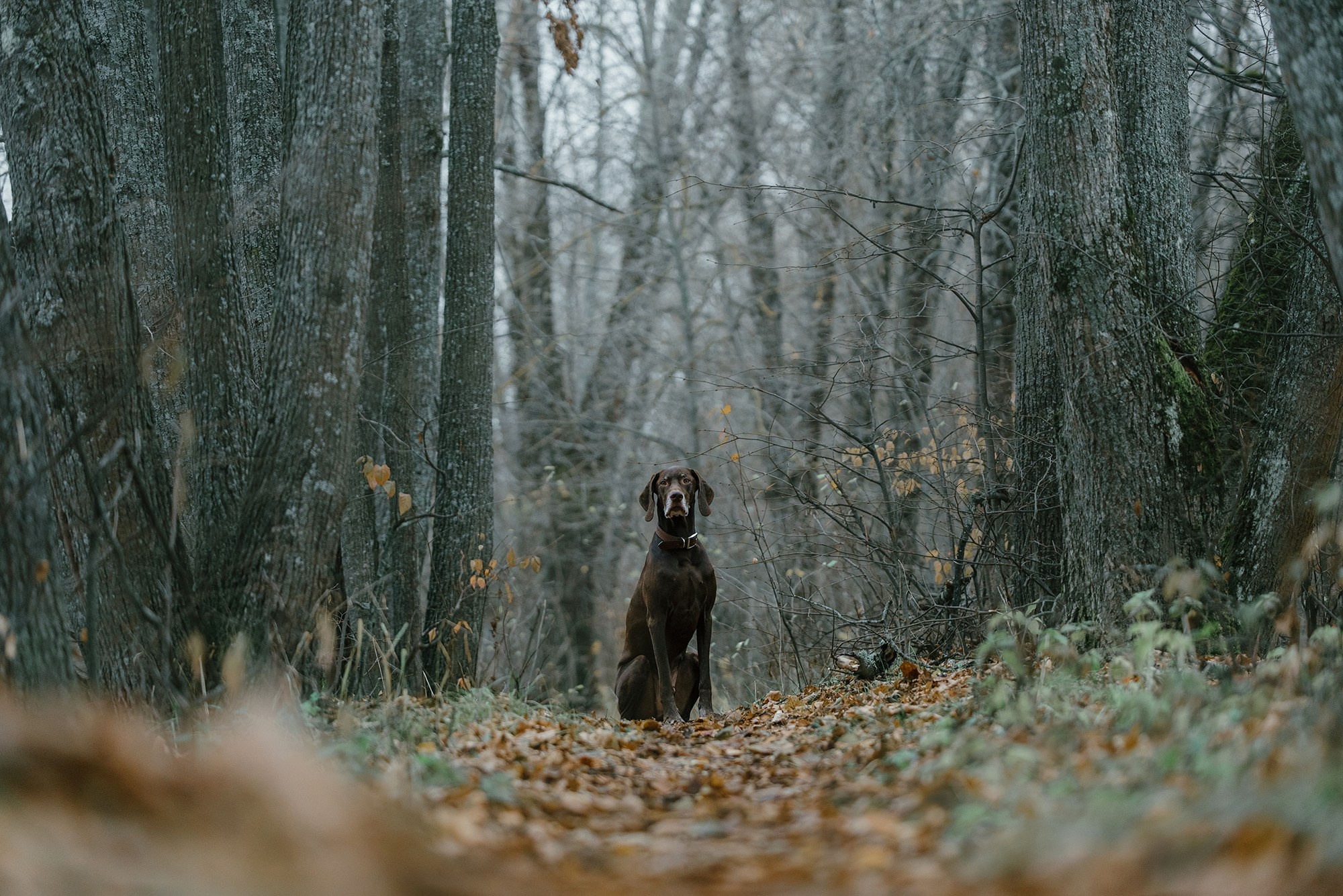 Питомец в кадре. Фотограф Анна Тюрина