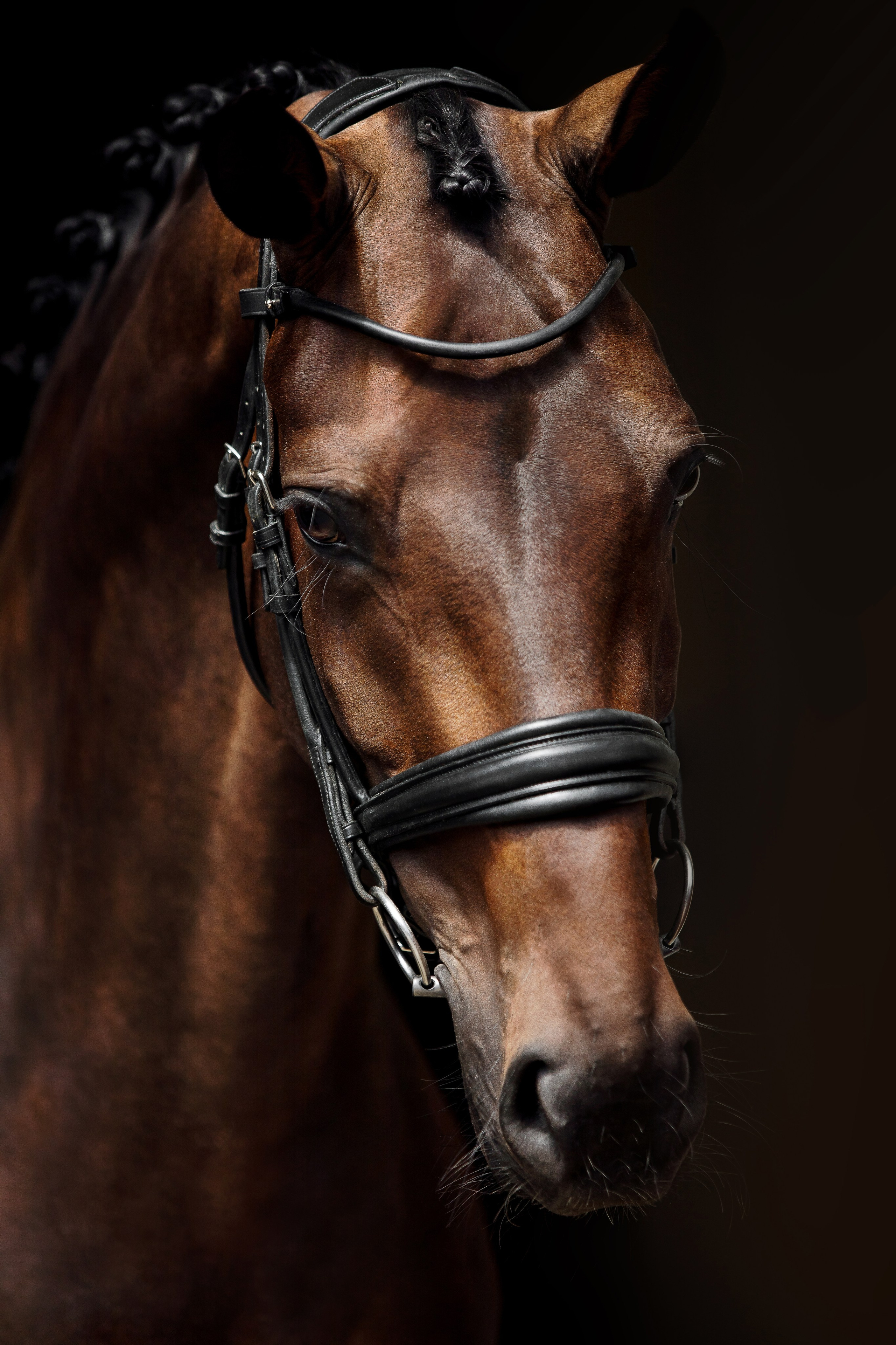 Конные портреты. Veronika Makeeva horse photo