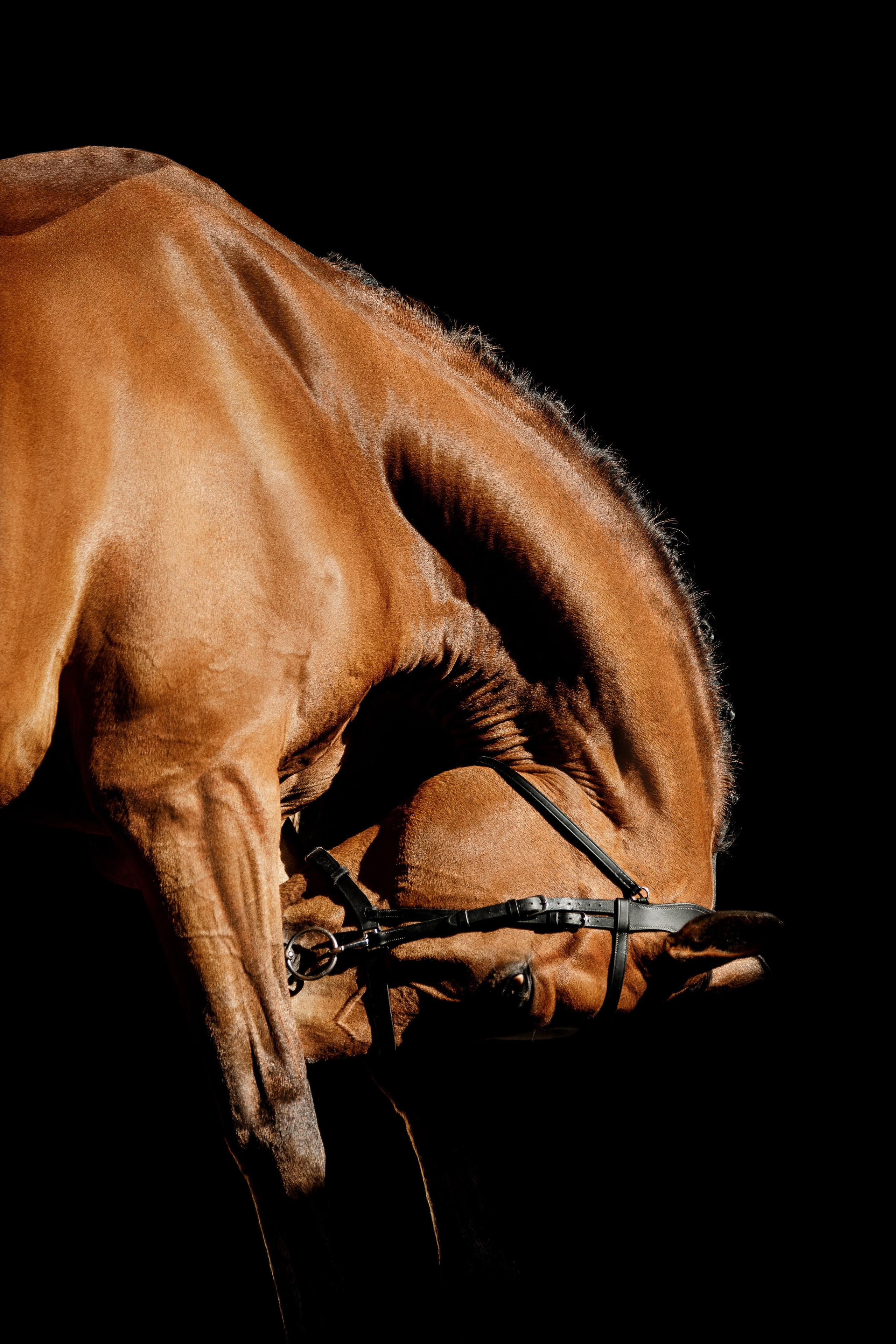 Конные портреты. Veronika Makeeva horse photo