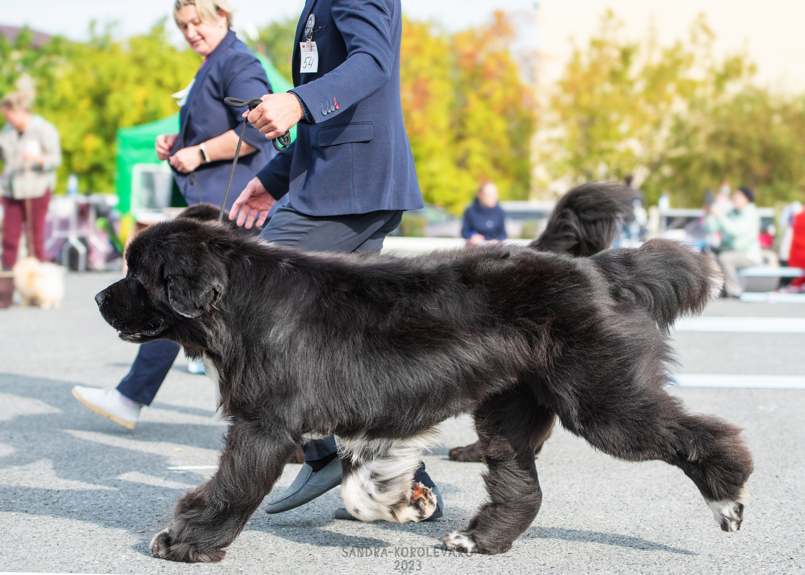 Выставка собак Тюмень 02.09.2023. Дог-фотограф в Тюмени Александра Королева