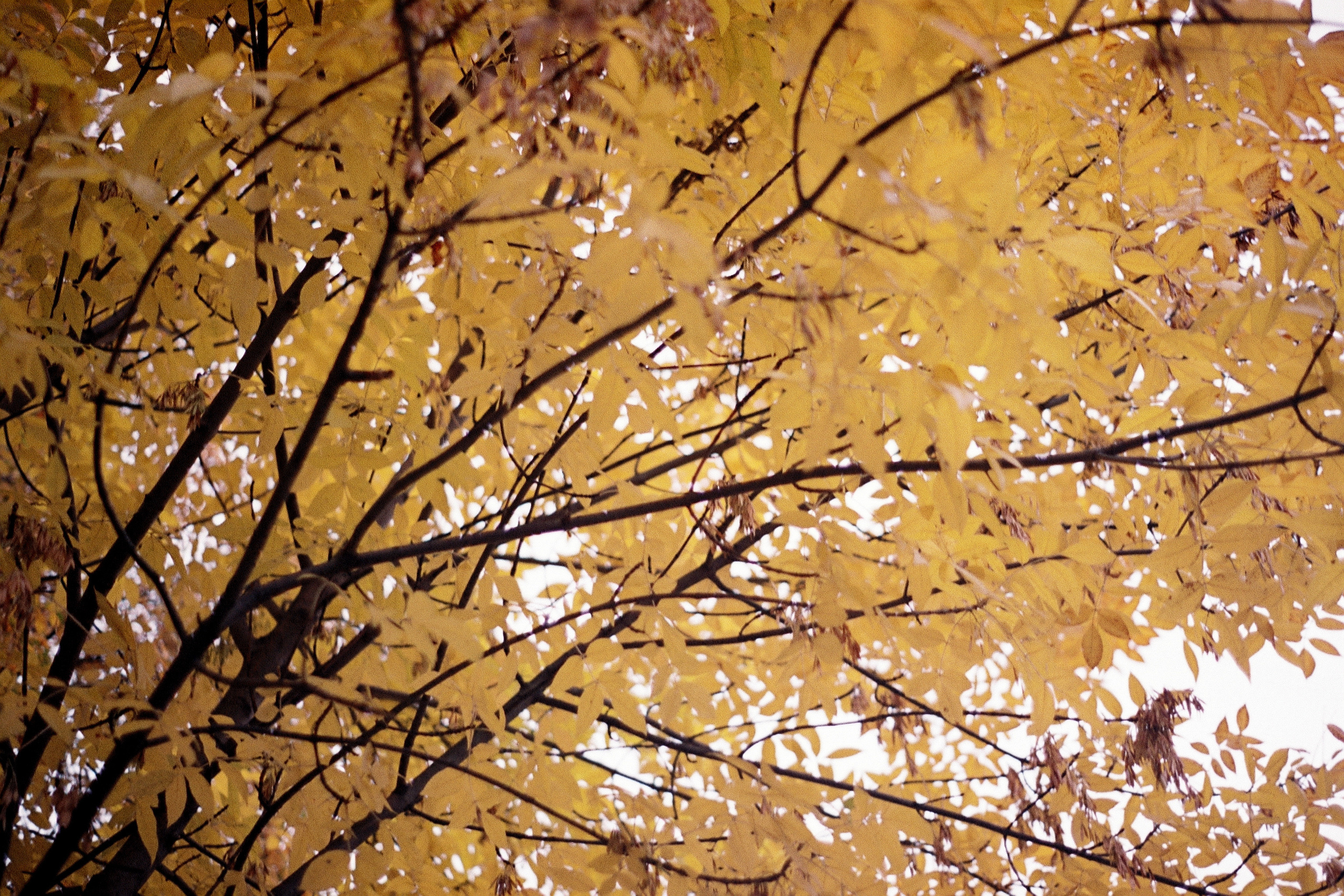 Silberra Color 50. Natalia Carney — Photographer, Model, Blogger