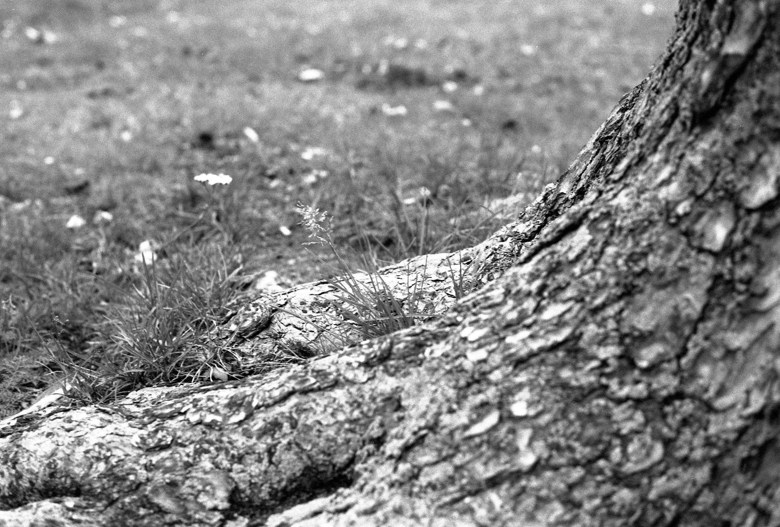 Silberra Ultima 160. Natalia Carney — Photographer, Model, Blogger