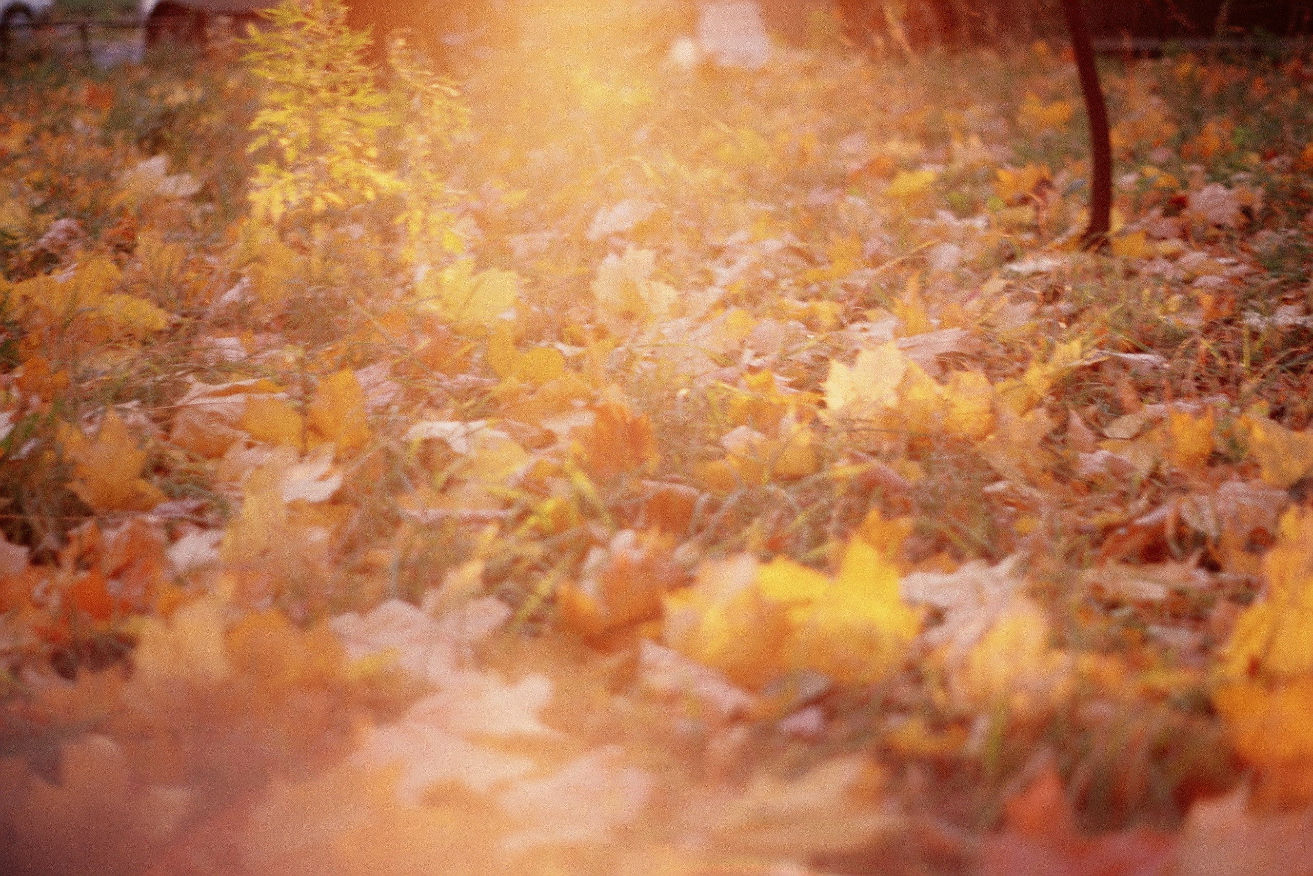 Silberra Color 50. Natalia Carney — Photographer, Model, Blogger