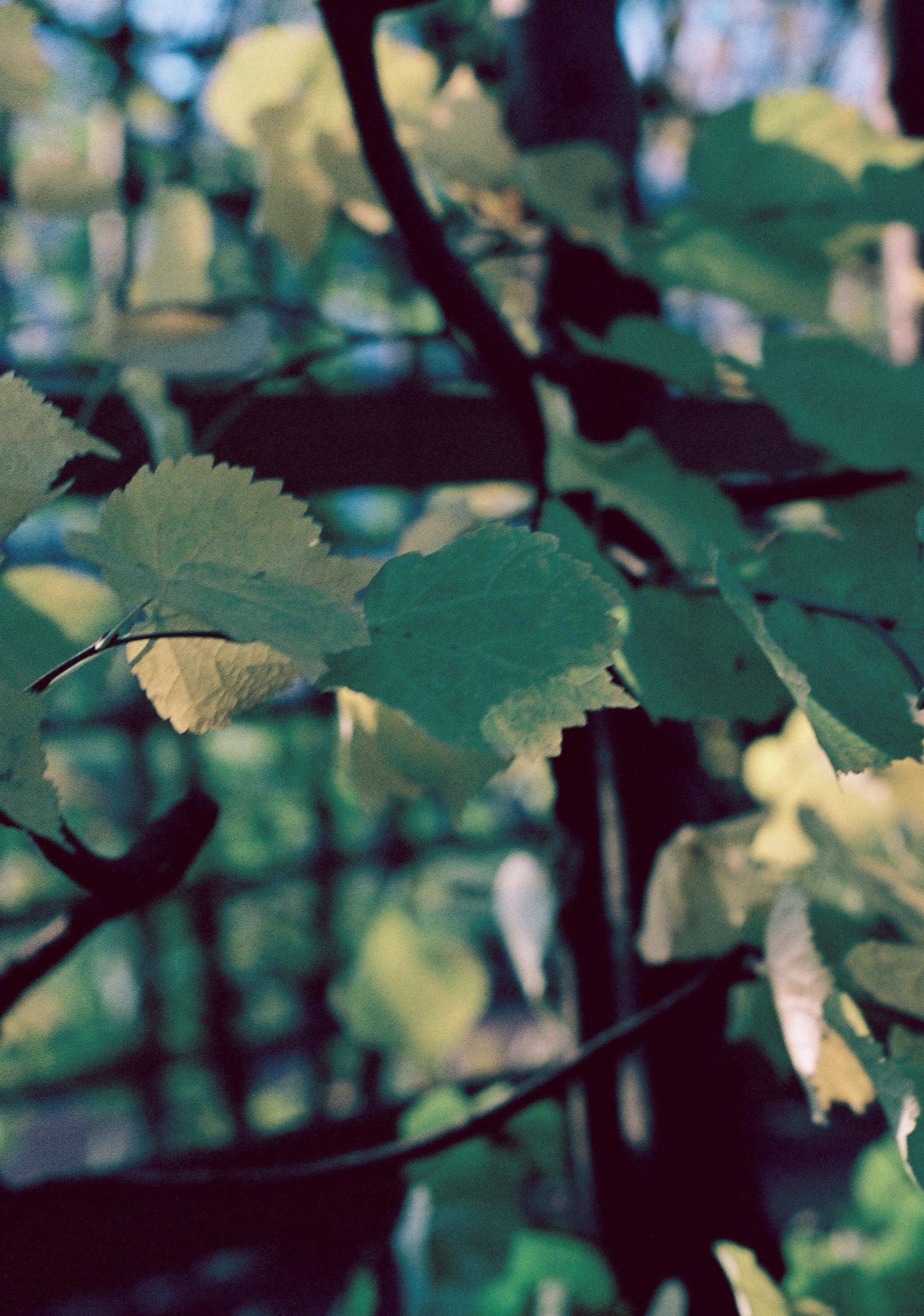 Silberra Color 100. Natalia Carney — Photographer, Model, Blogger