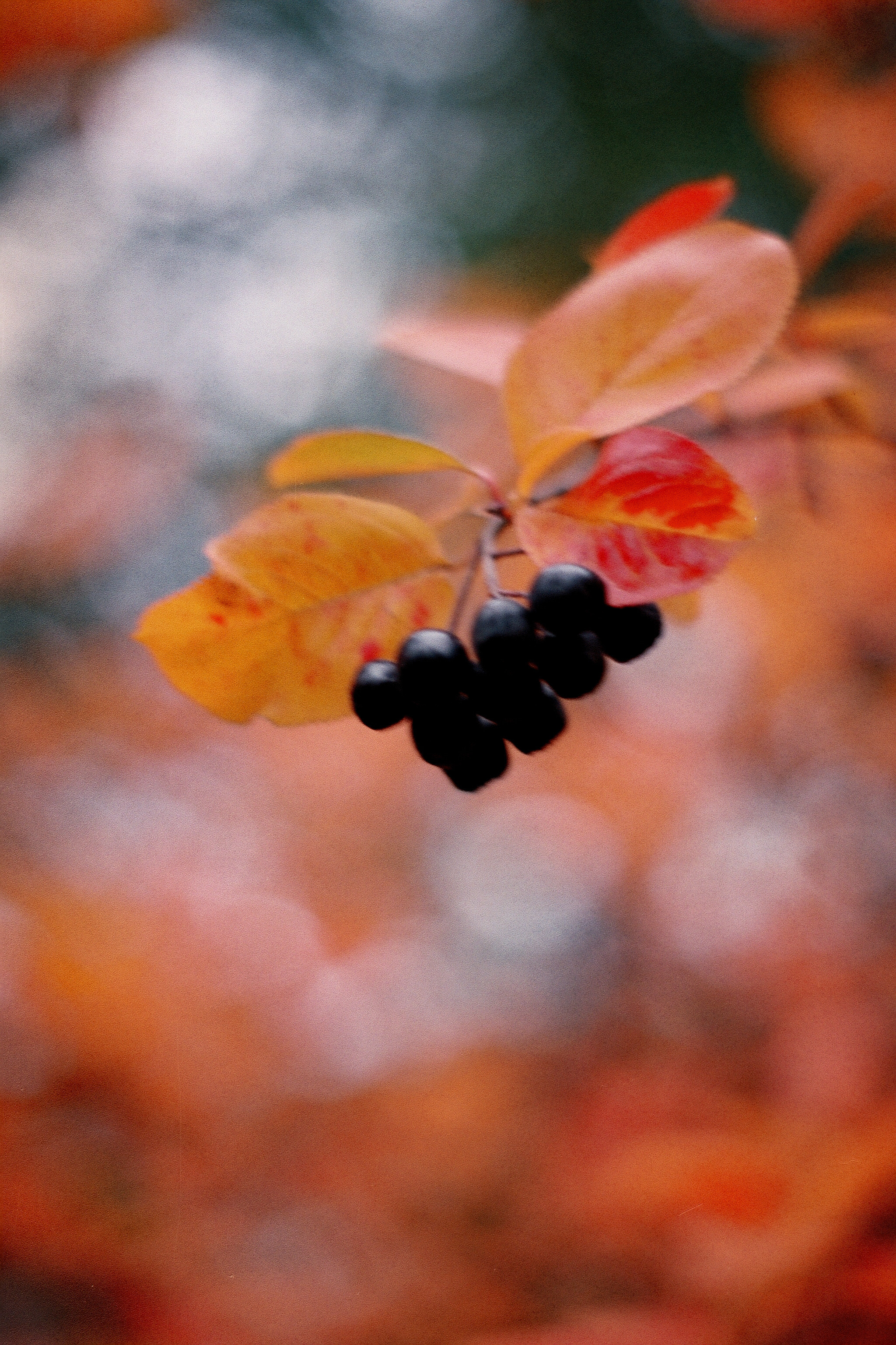 Silberra Color 50. Natalia Carney — Photographer, Model, Blogger