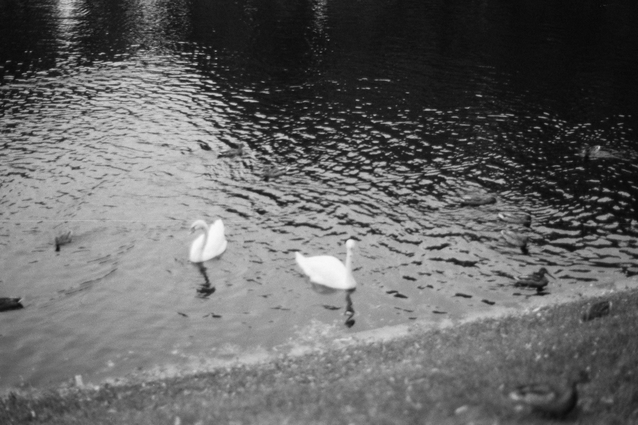 Silberra P400. Natalia Carney — Photographer, Model, Blogger