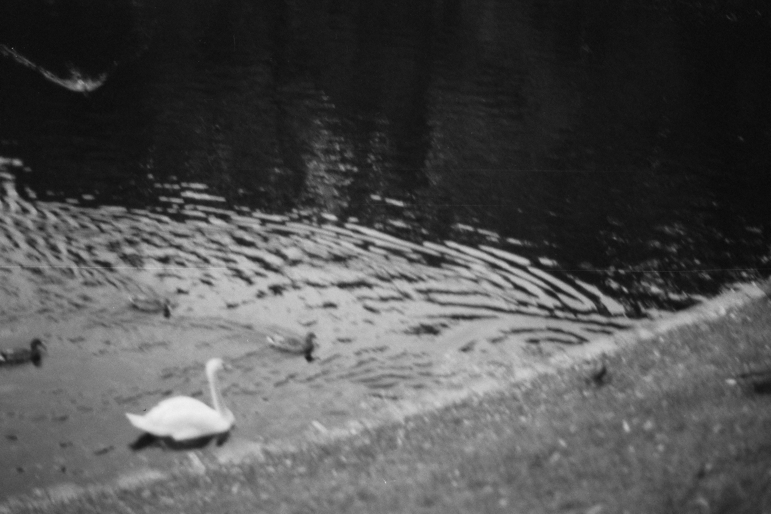 Silberra P400. Natalia Carney — Photographer, Model, Blogger