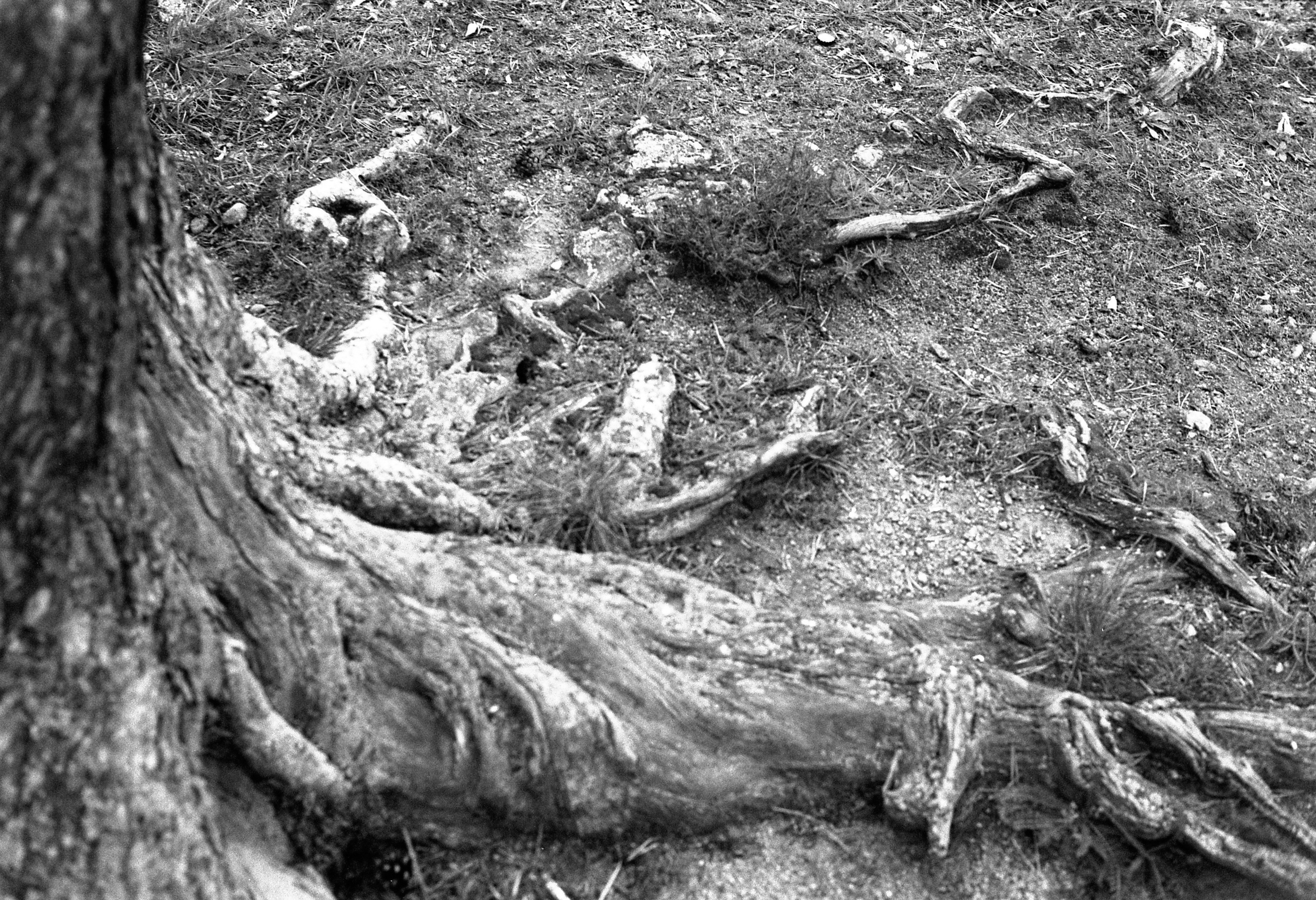 Silberra Ultima 160. Natalia Carney — Photographer, Model, Blogger