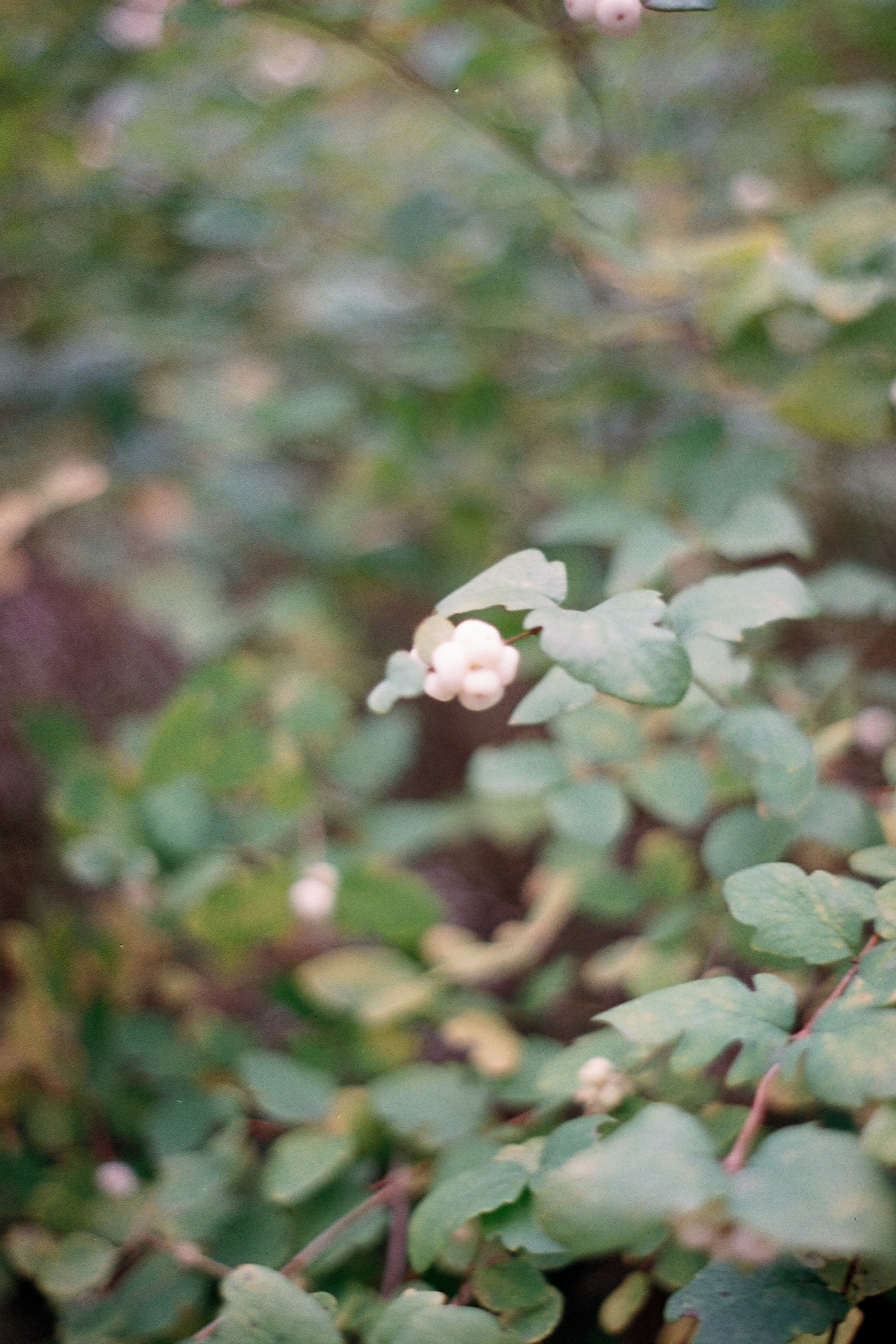 Silberra Color 50. Natalia Carney — Photographer, Model, Blogger