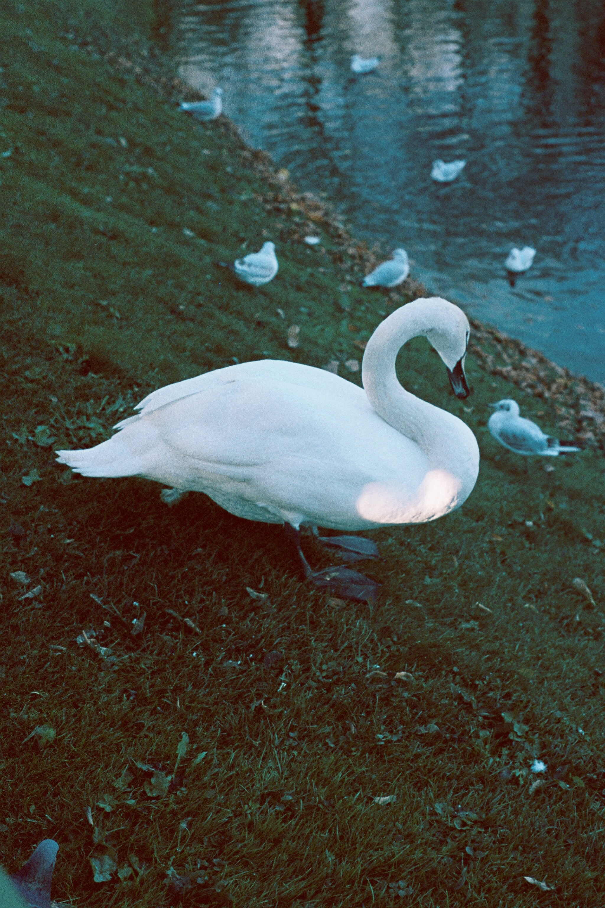 Silberra Color 100. Natalia Carney — Photographer, Model, Blogger