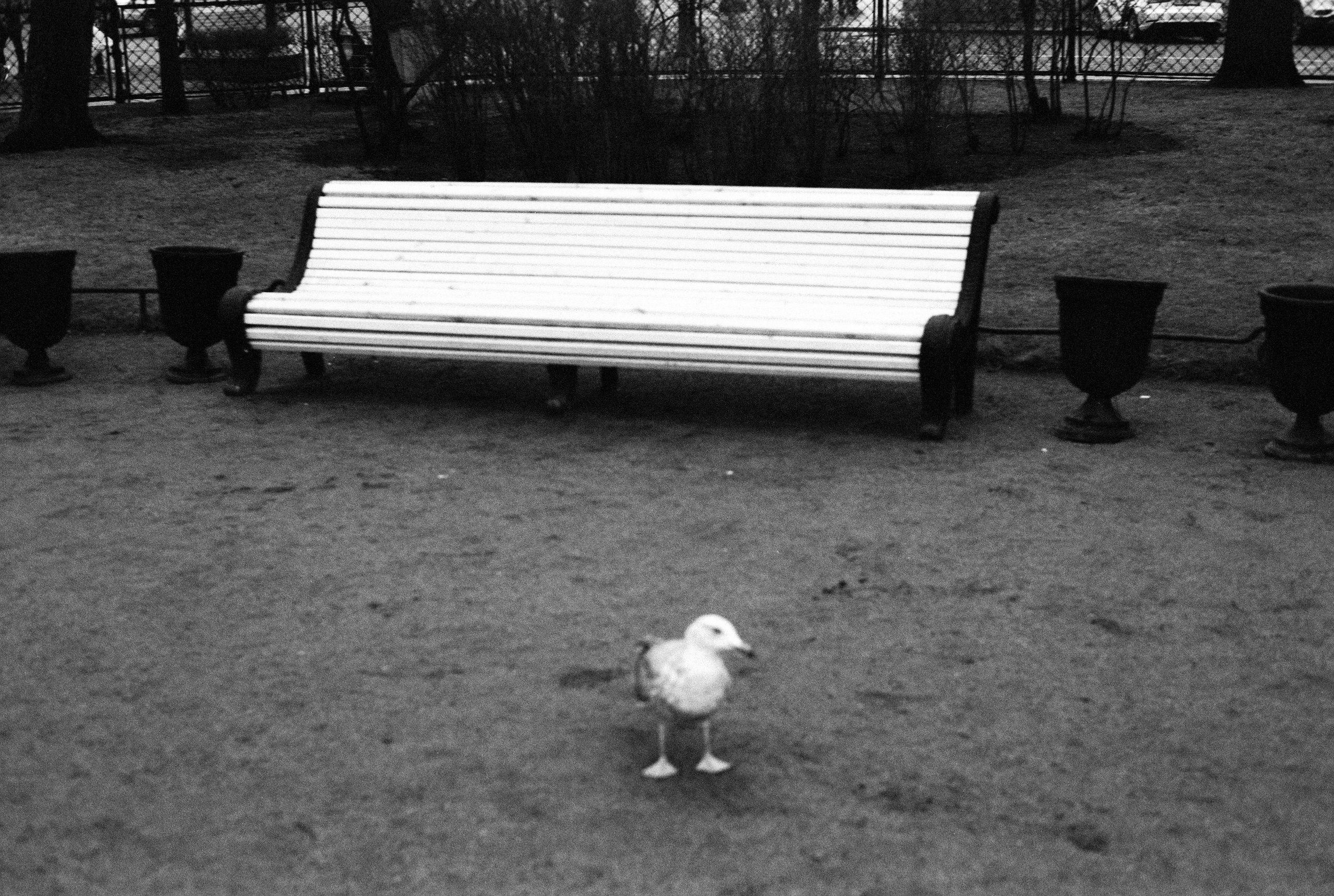 Silberra Pan 160. Natalia Carney — Photographer, Model, Blogger