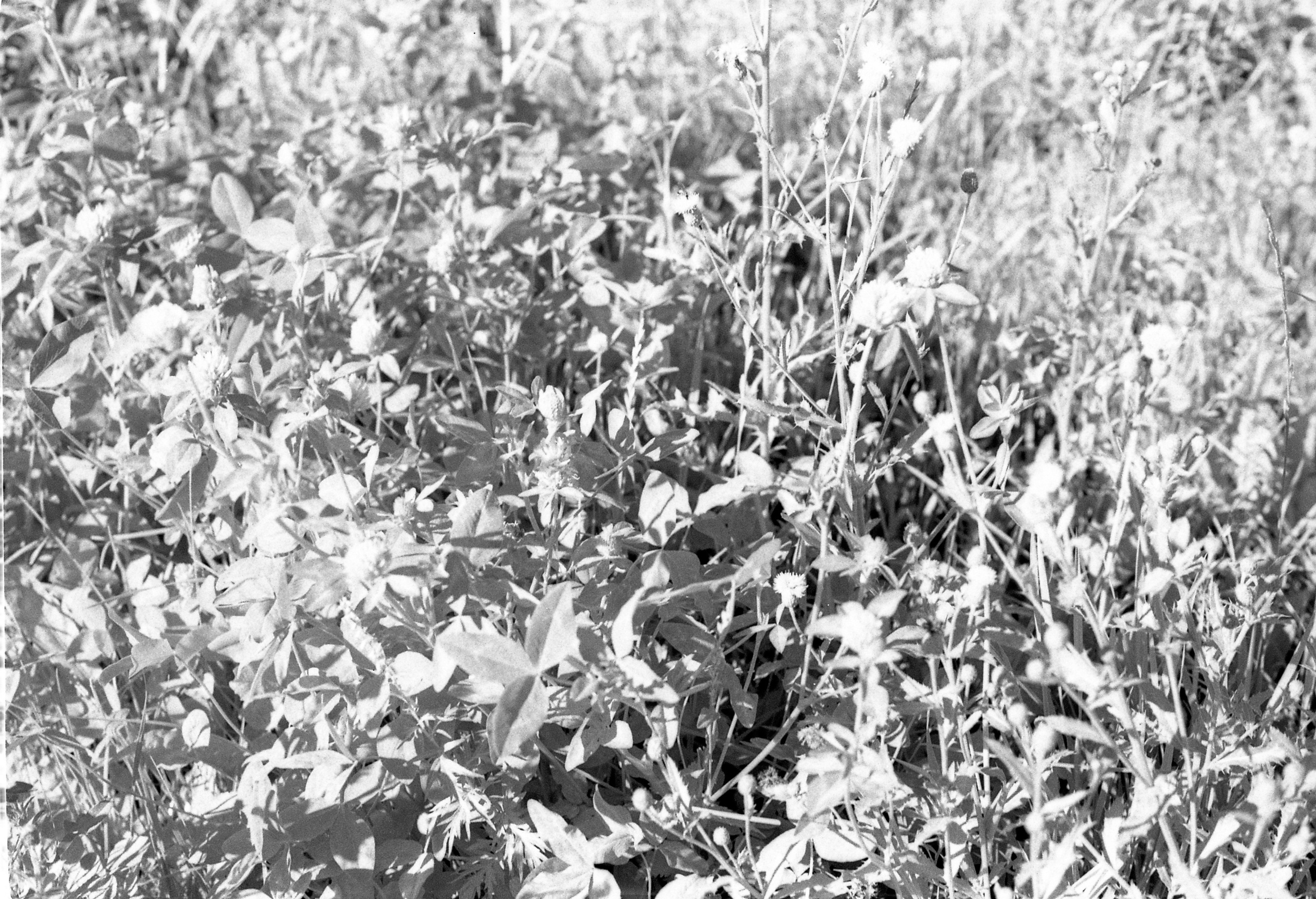 Silberra Ultima 160. Natalia Carney — Photographer, Model, Blogger