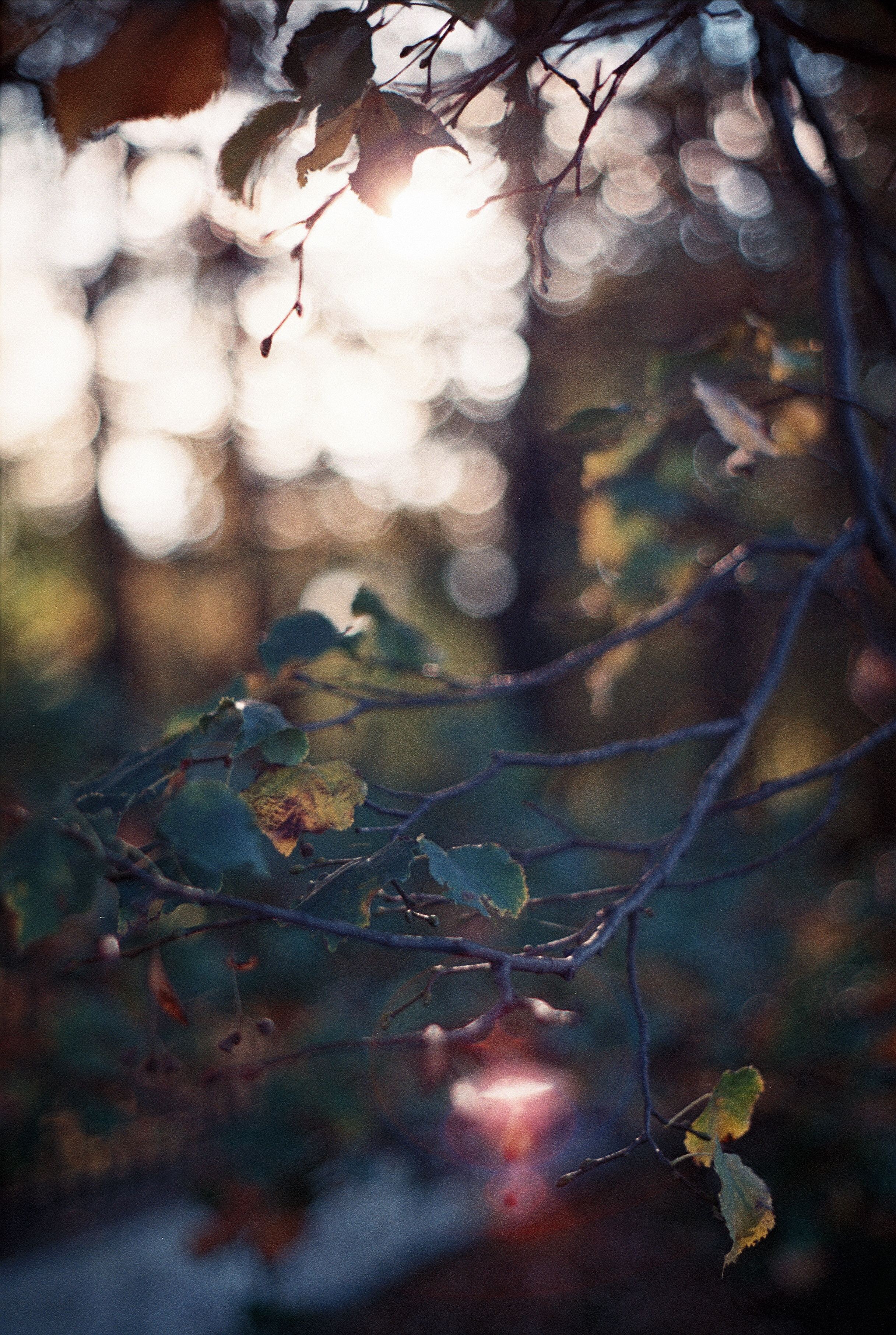 Silberra Color 160. Natalia Carney — Photographer, Model, Blogger