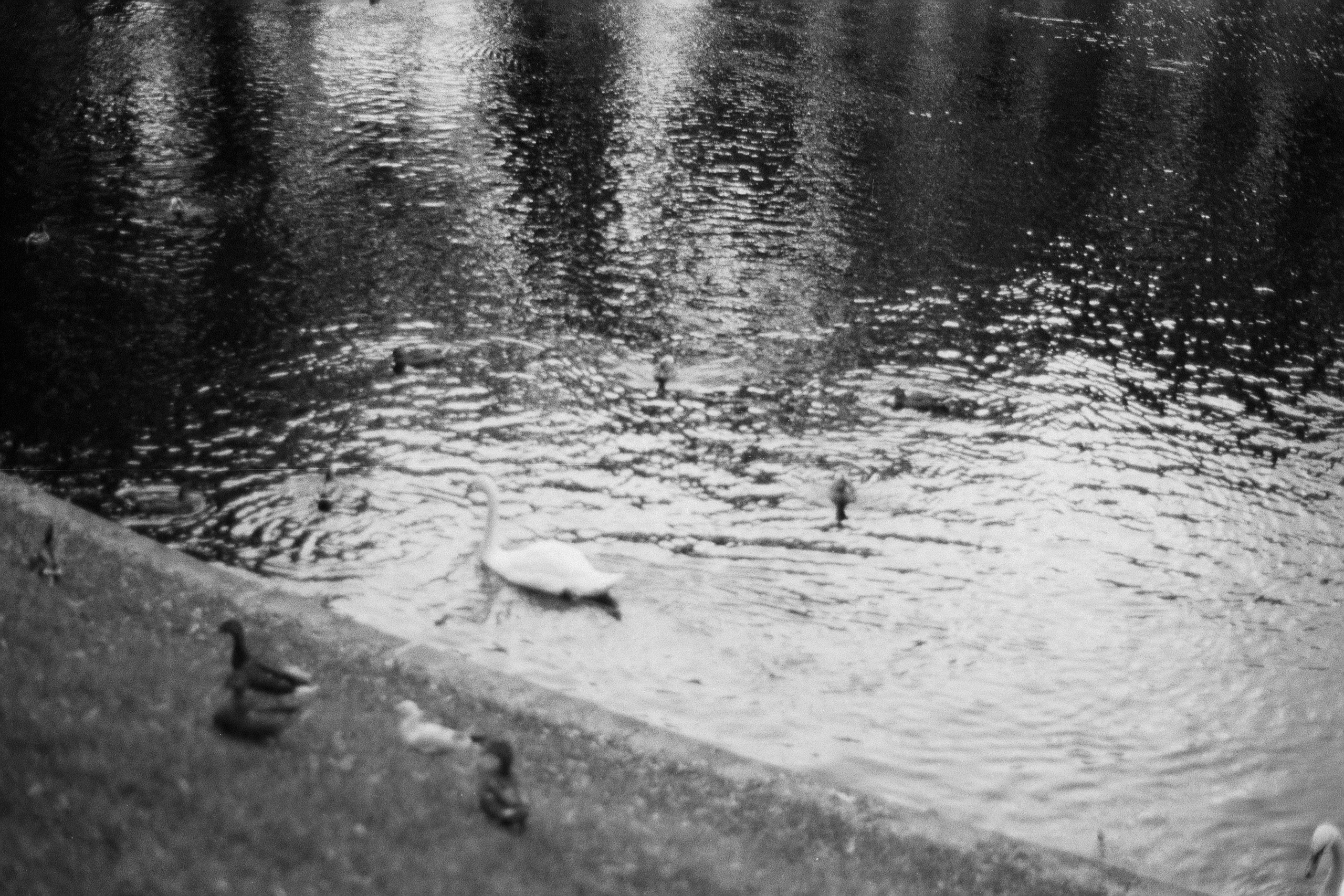 Silberra P400. Natalia Carney — Photographer, Model, Blogger