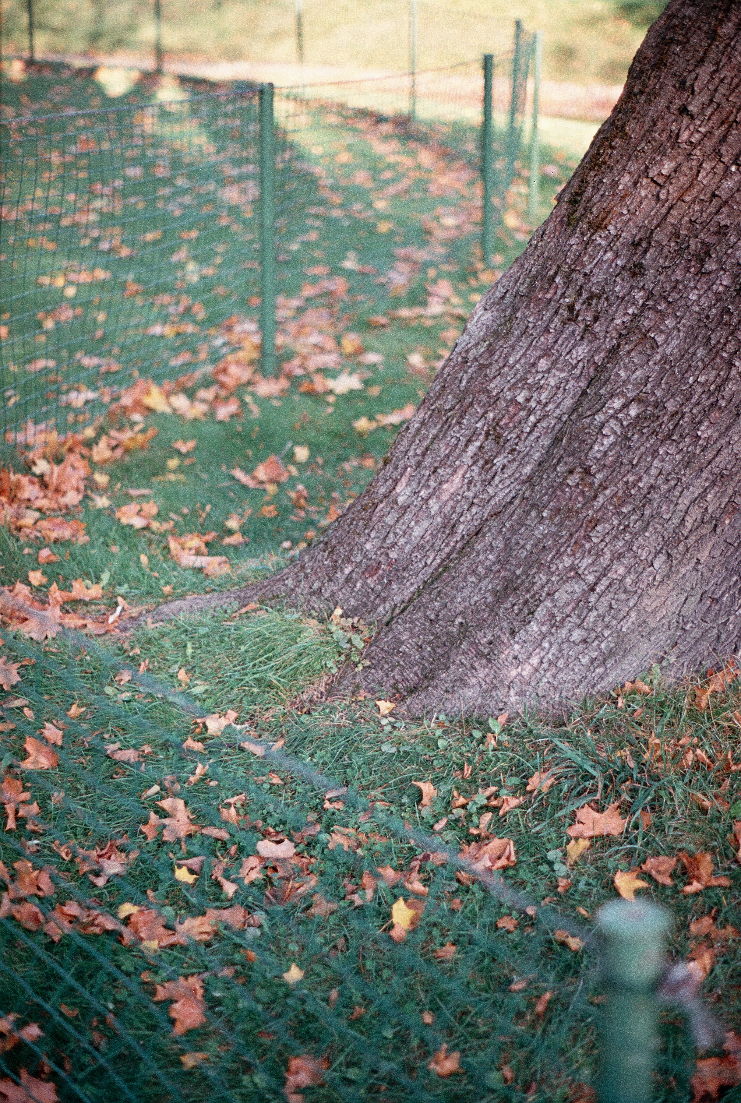 Silberra Color 160. Natalia Carney — Photographer, Model, Blogger