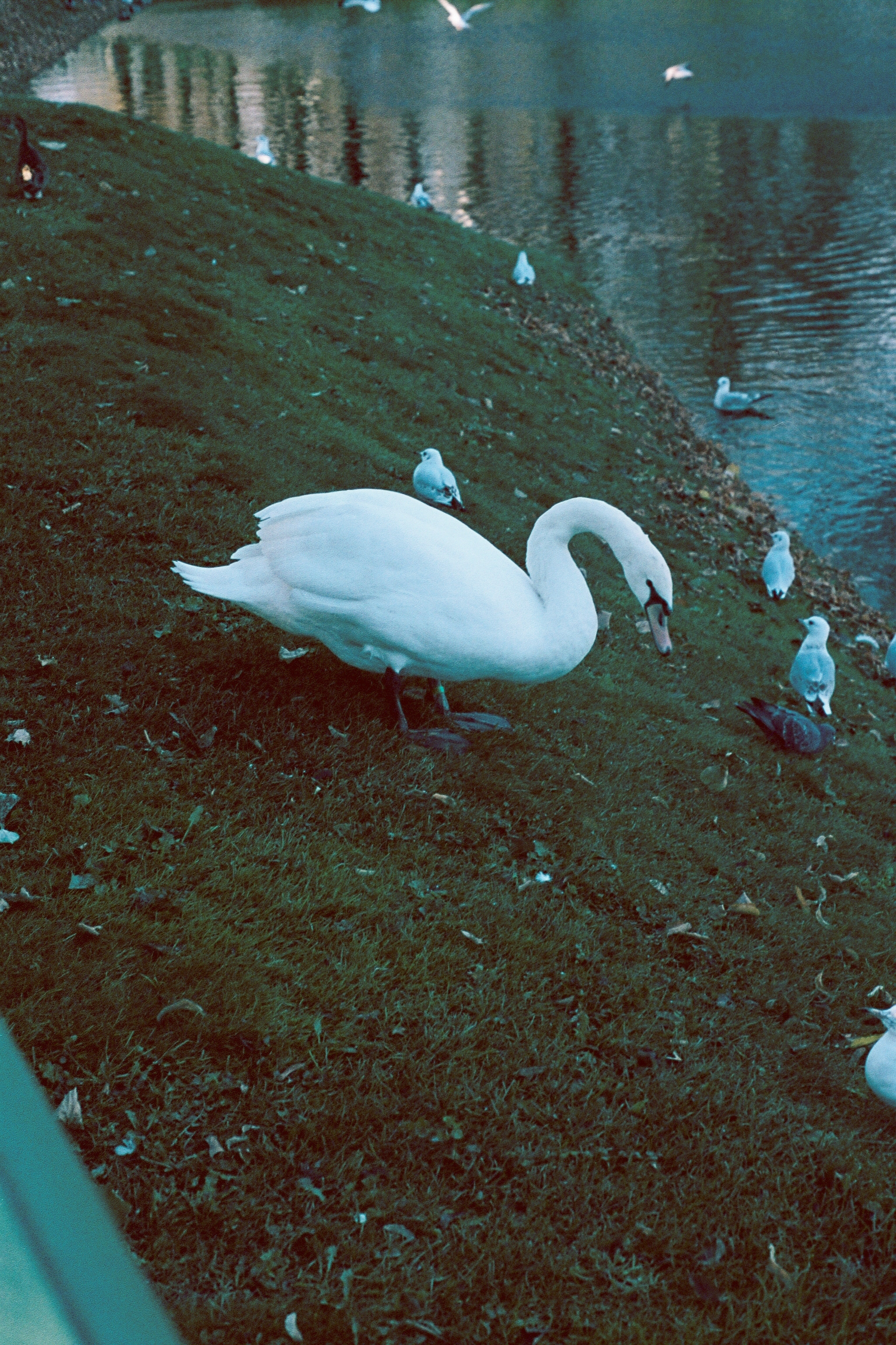 Silberra Color 100. Natalia Carney — Photographer, Model, Blogger