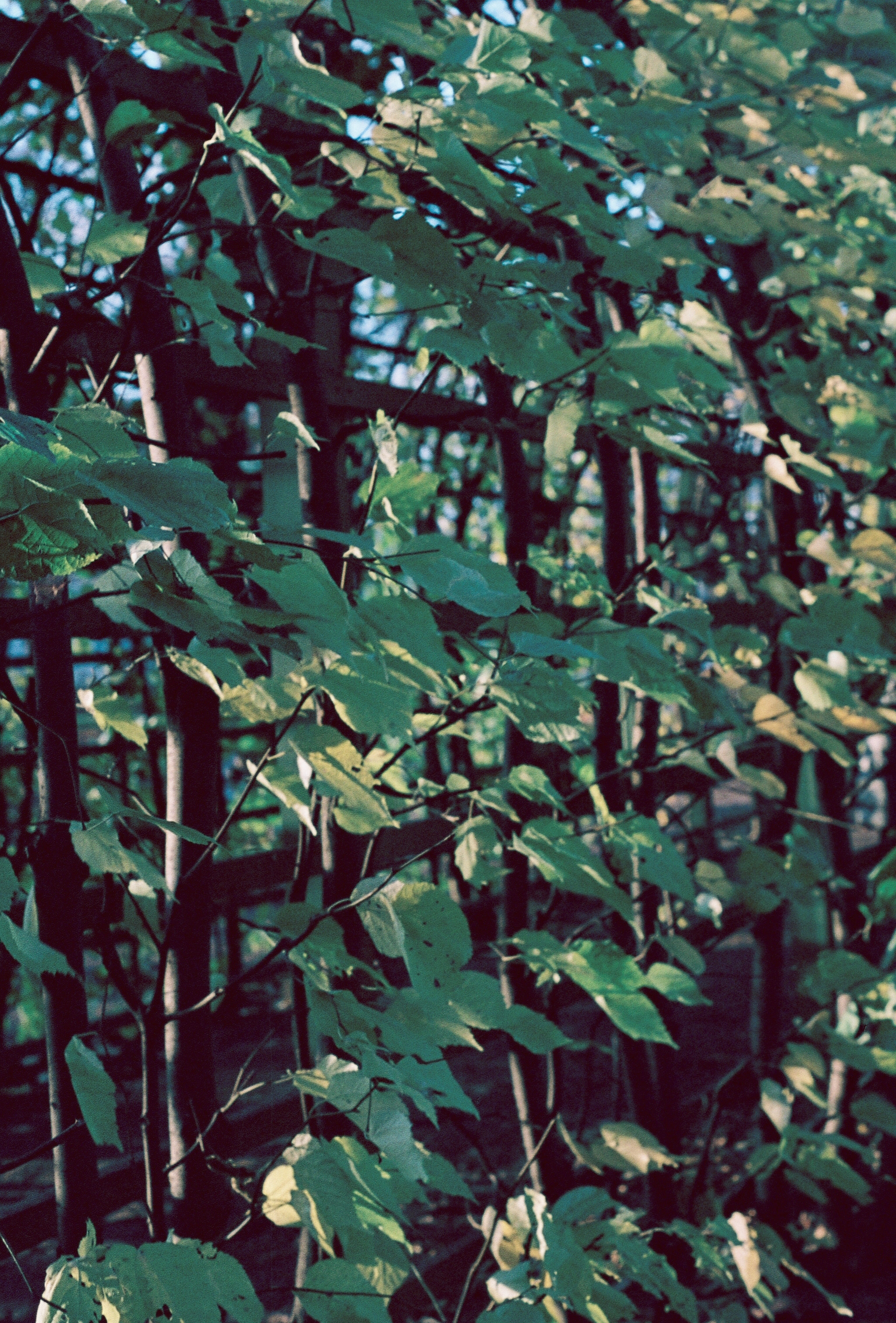 Silberra Color 100. Natalia Carney — Photographer, Model, Blogger