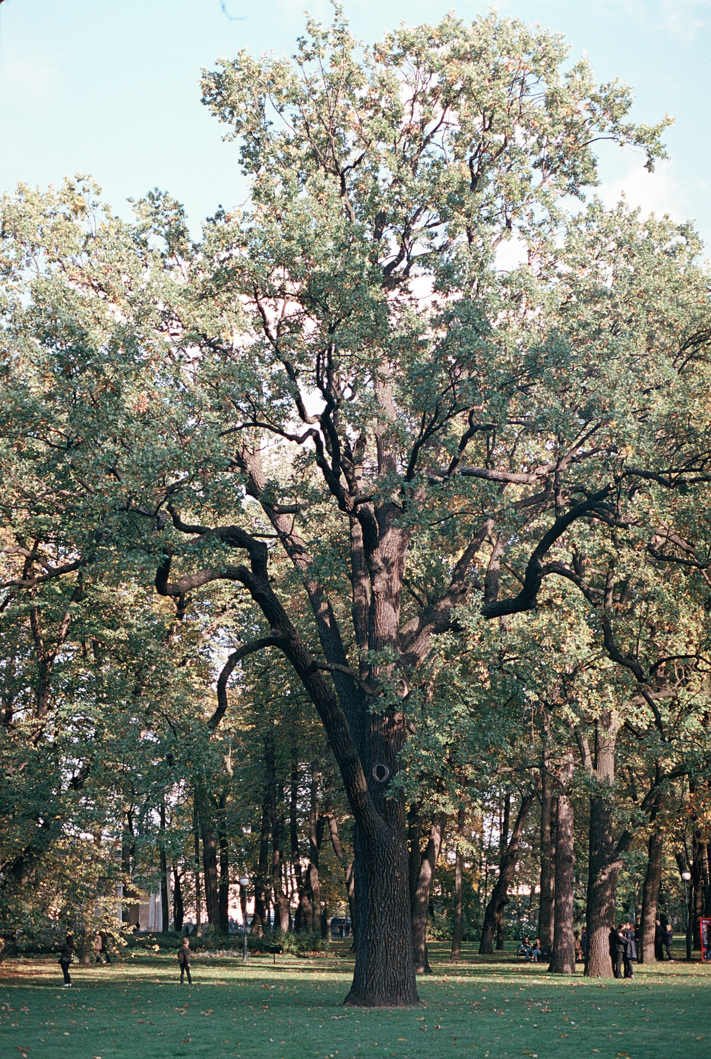 Silberra Color 160. Natalia Carney — Photographer, Model, Blogger