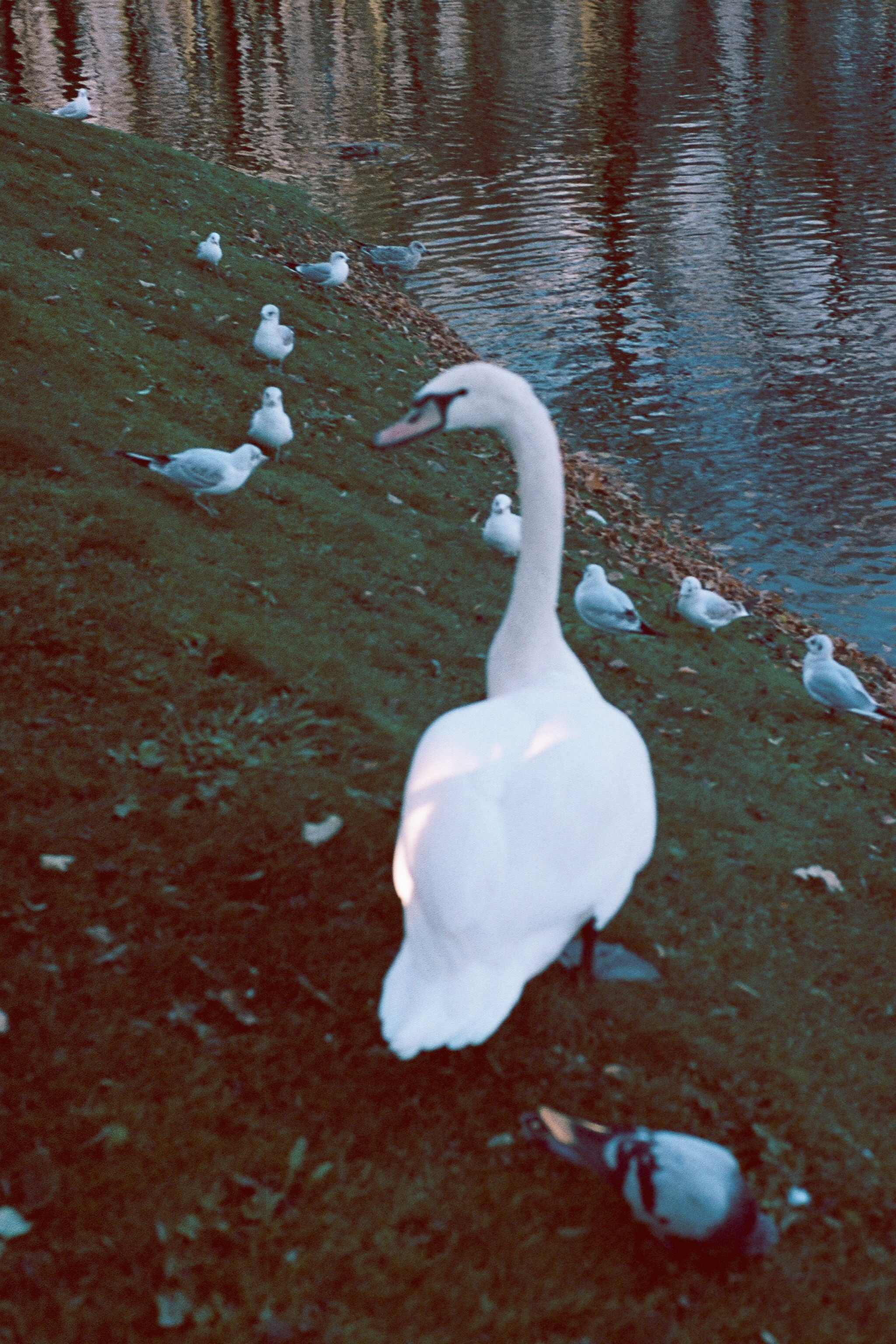 Silberra Color 100. Natalia Carney — Photographer, Model, Blogger