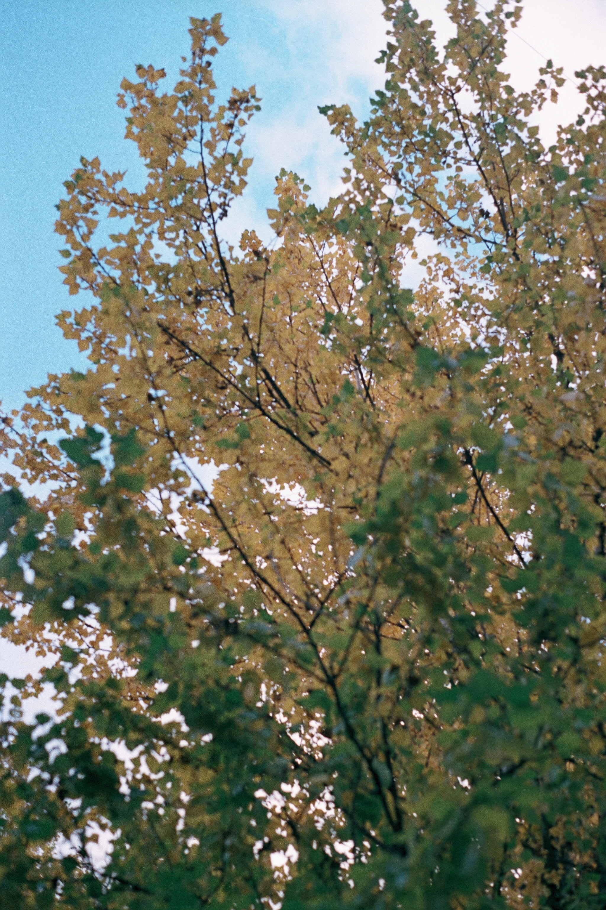 Silberra Color 100. Natalia Carney — Photographer, Model, Blogger