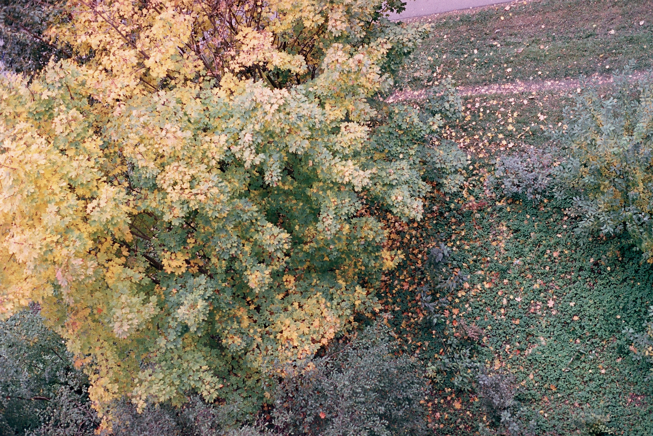 Silberra Color 50. Natalia Carney — Photographer, Model, Blogger