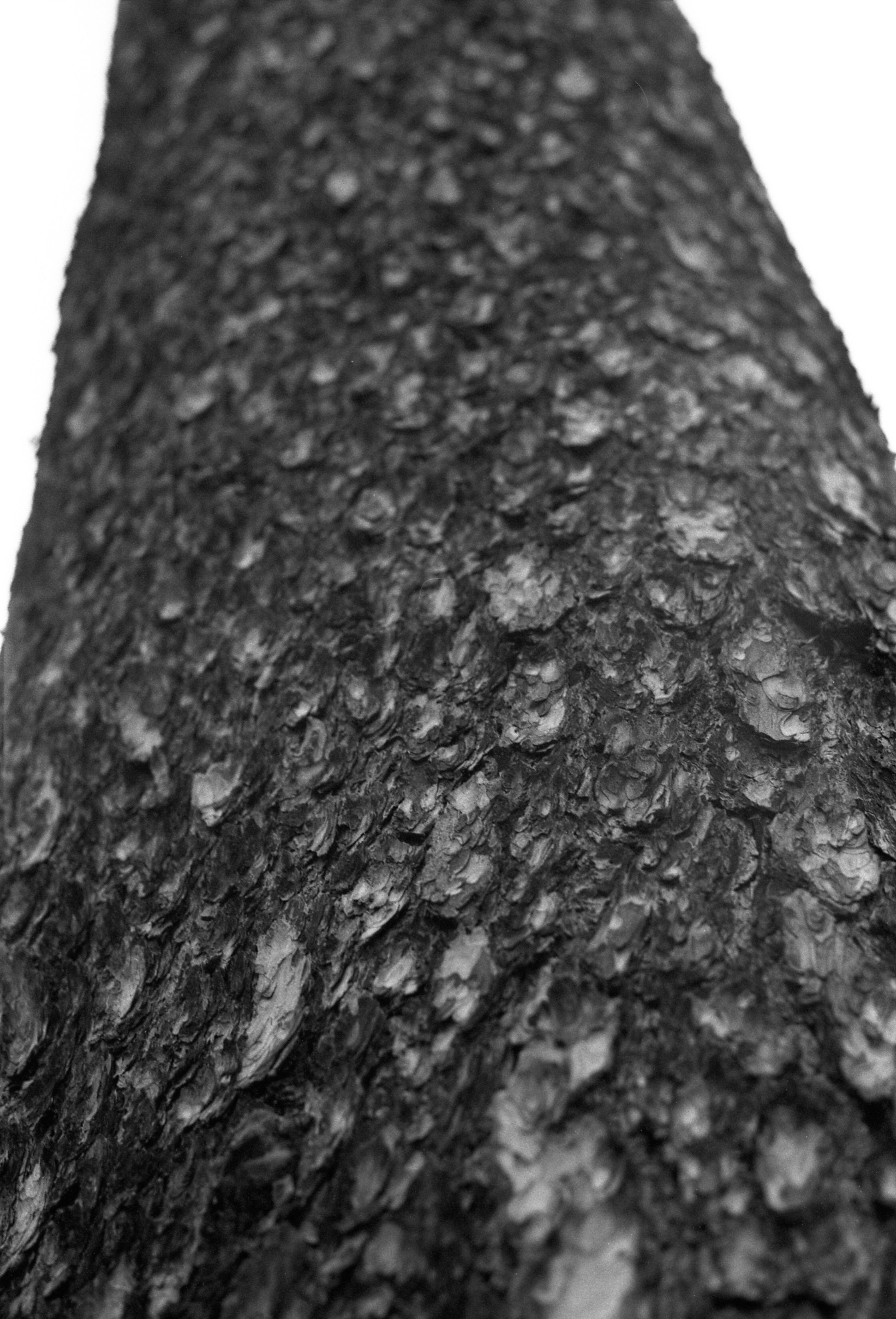 Silberra Ultima 160. Natalia Carney — Photographer, Model, Blogger