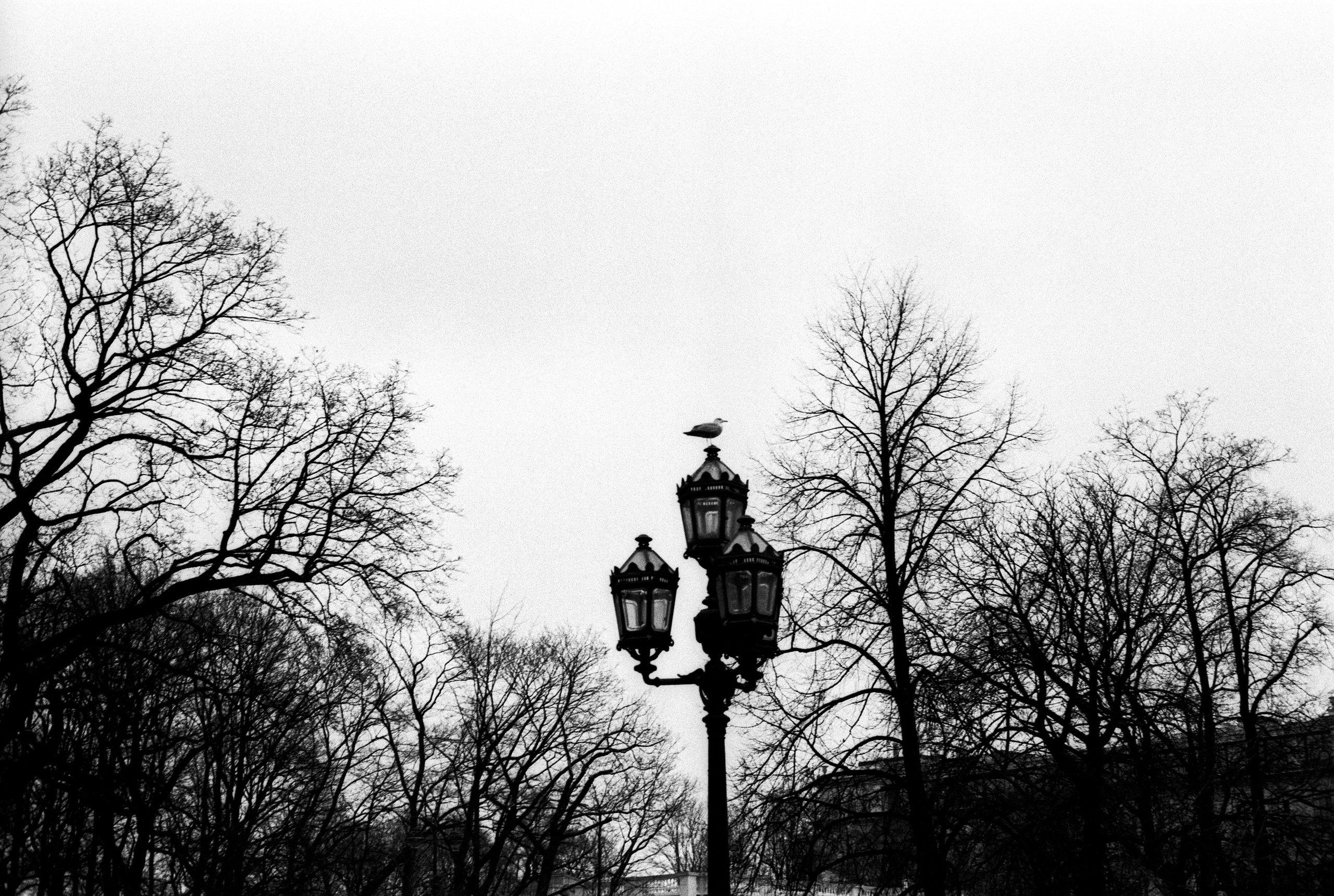 Silberra Pan 160. Natalia Carney — Photographer, Model, Blogger