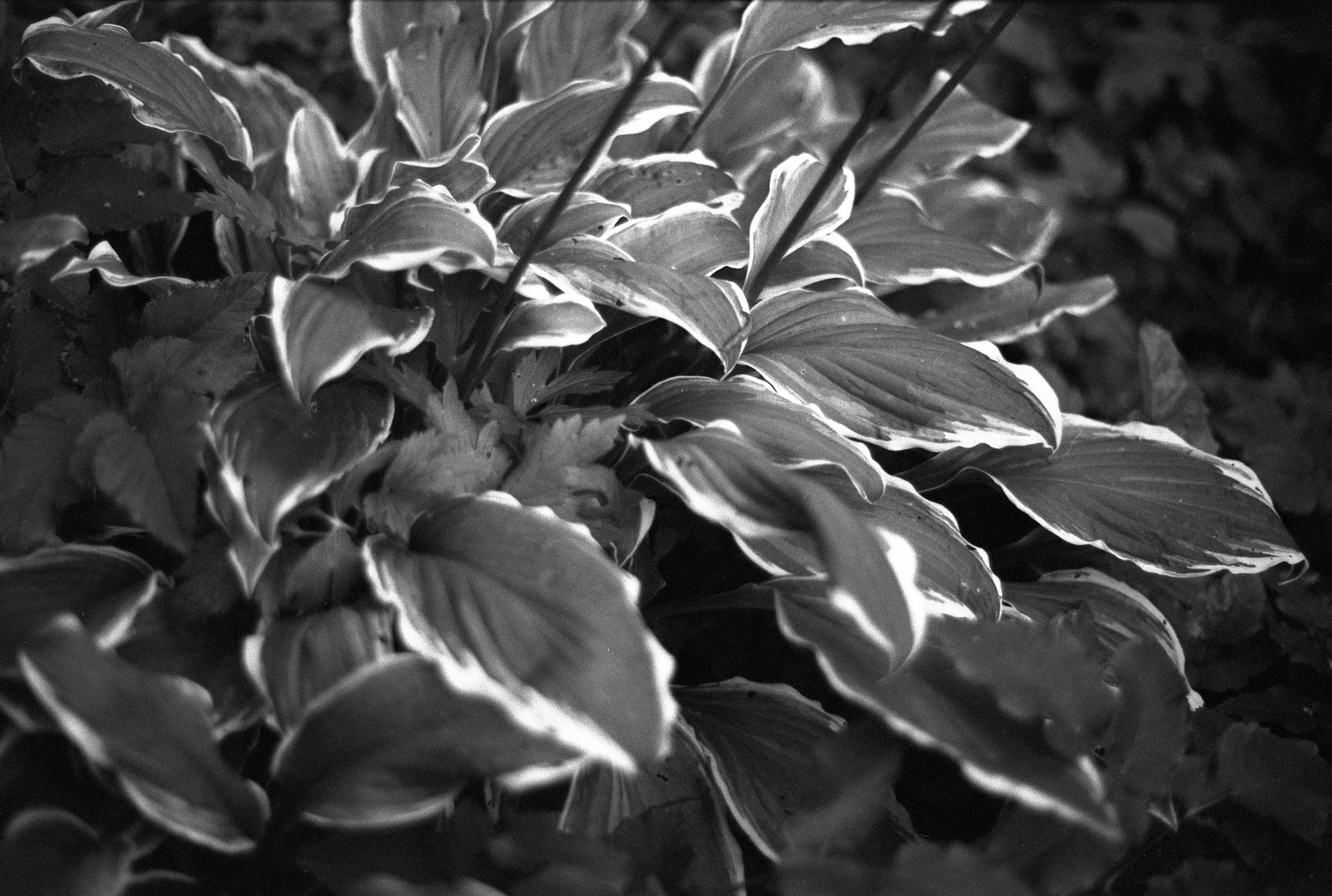 Silberra Ultima 160. Natalia Carney — Photographer, Model, Blogger