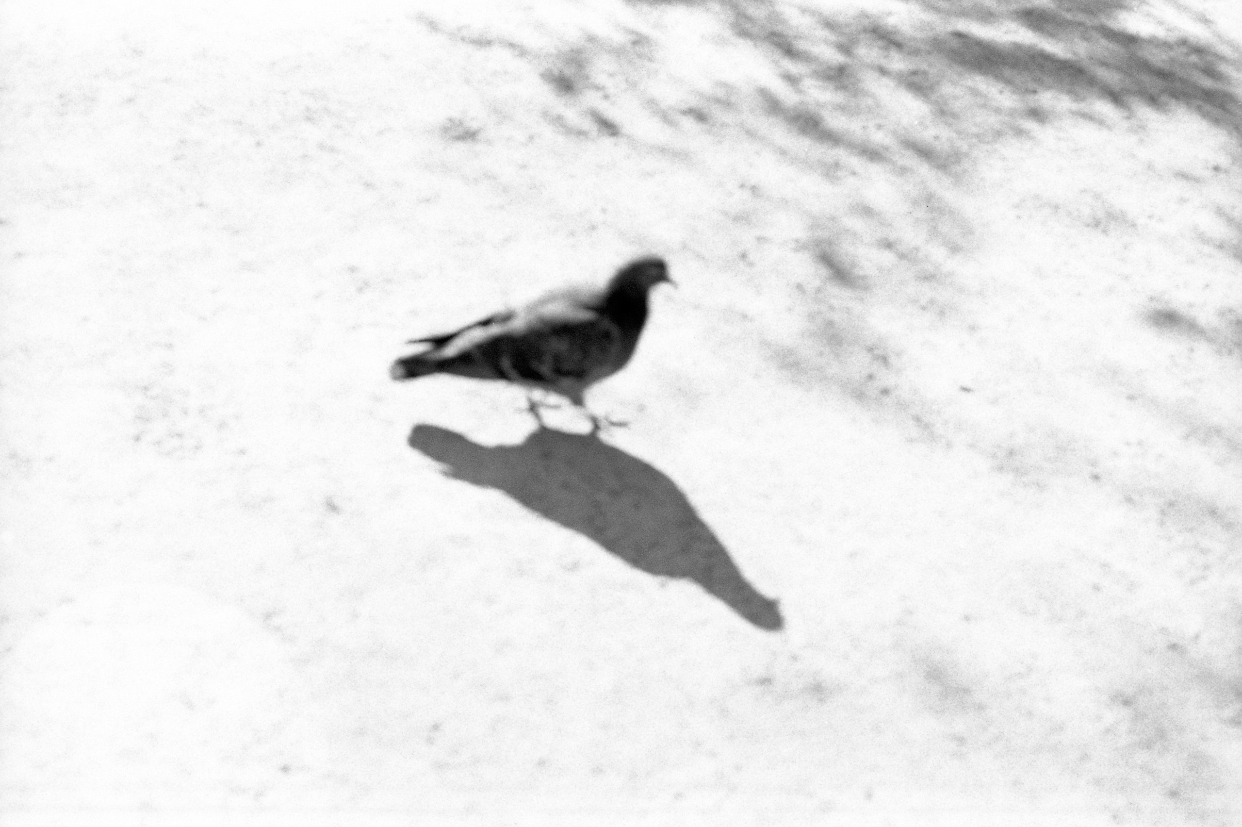 Silberra Ultima 160. Natalia Carney — Photographer, Model, Blogger