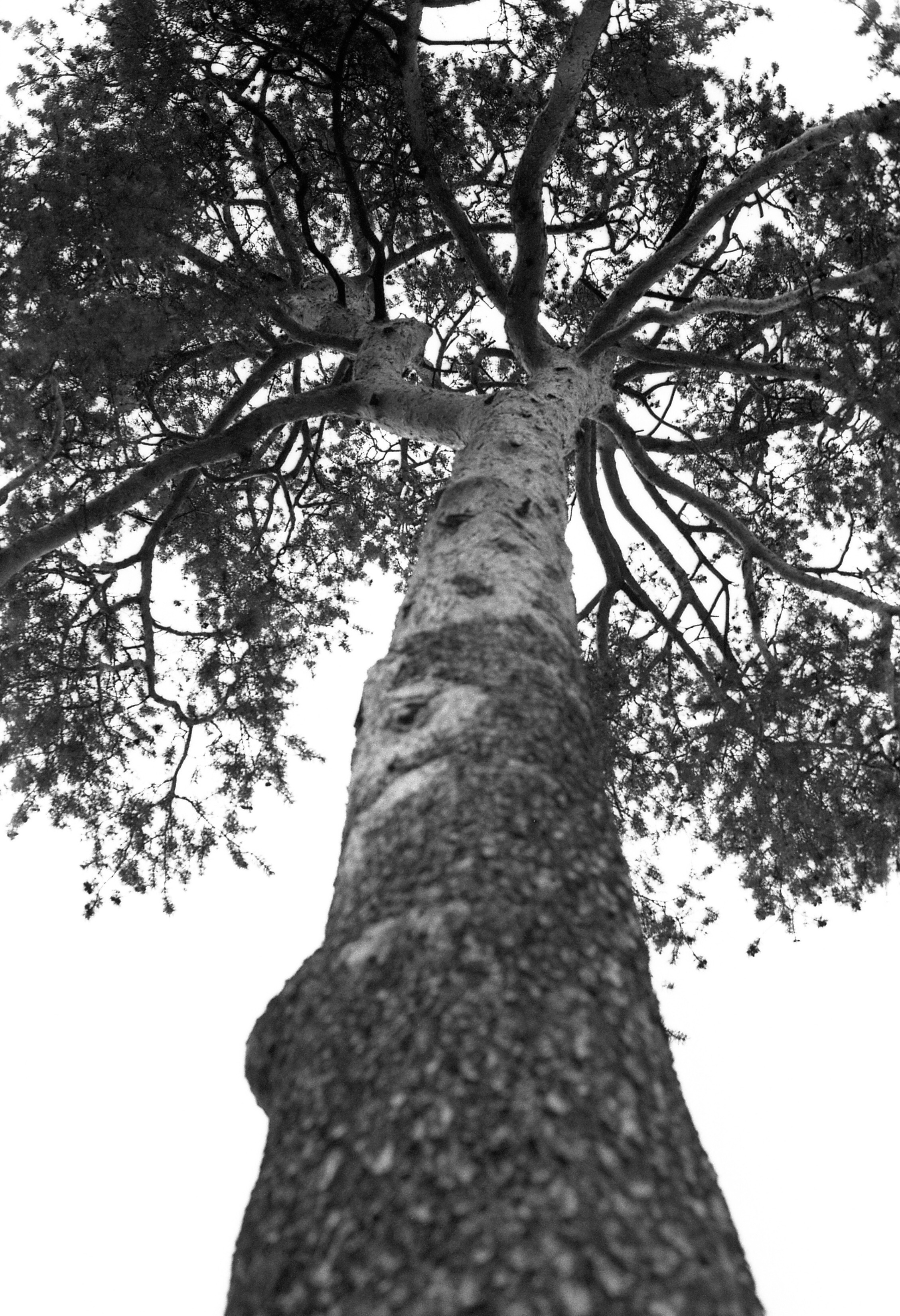 Silberra Ultima 160. Natalia Carney — Photographer, Model, Blogger