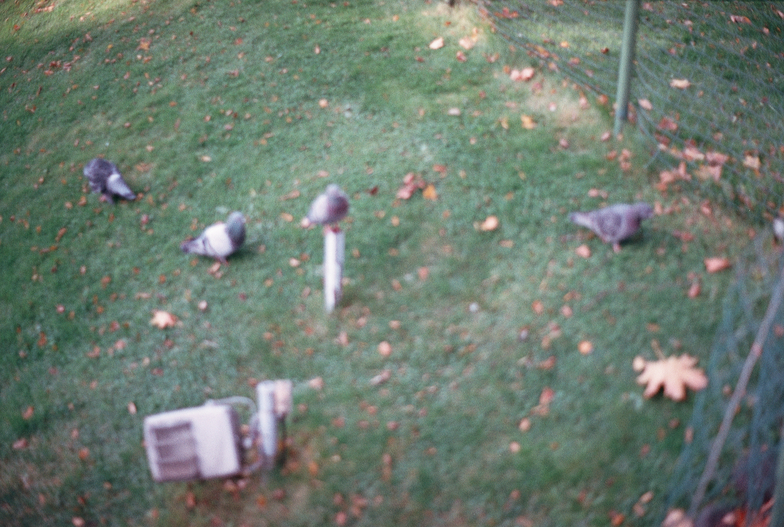 Silberra Color 160. Natalia Carney — Photographer, Model, Blogger