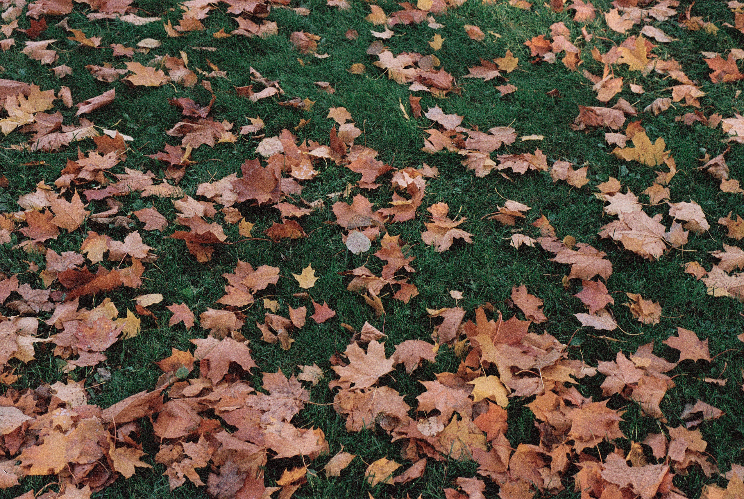 Silberra Color 160. Natalia Carney — Photographer, Model, Blogger