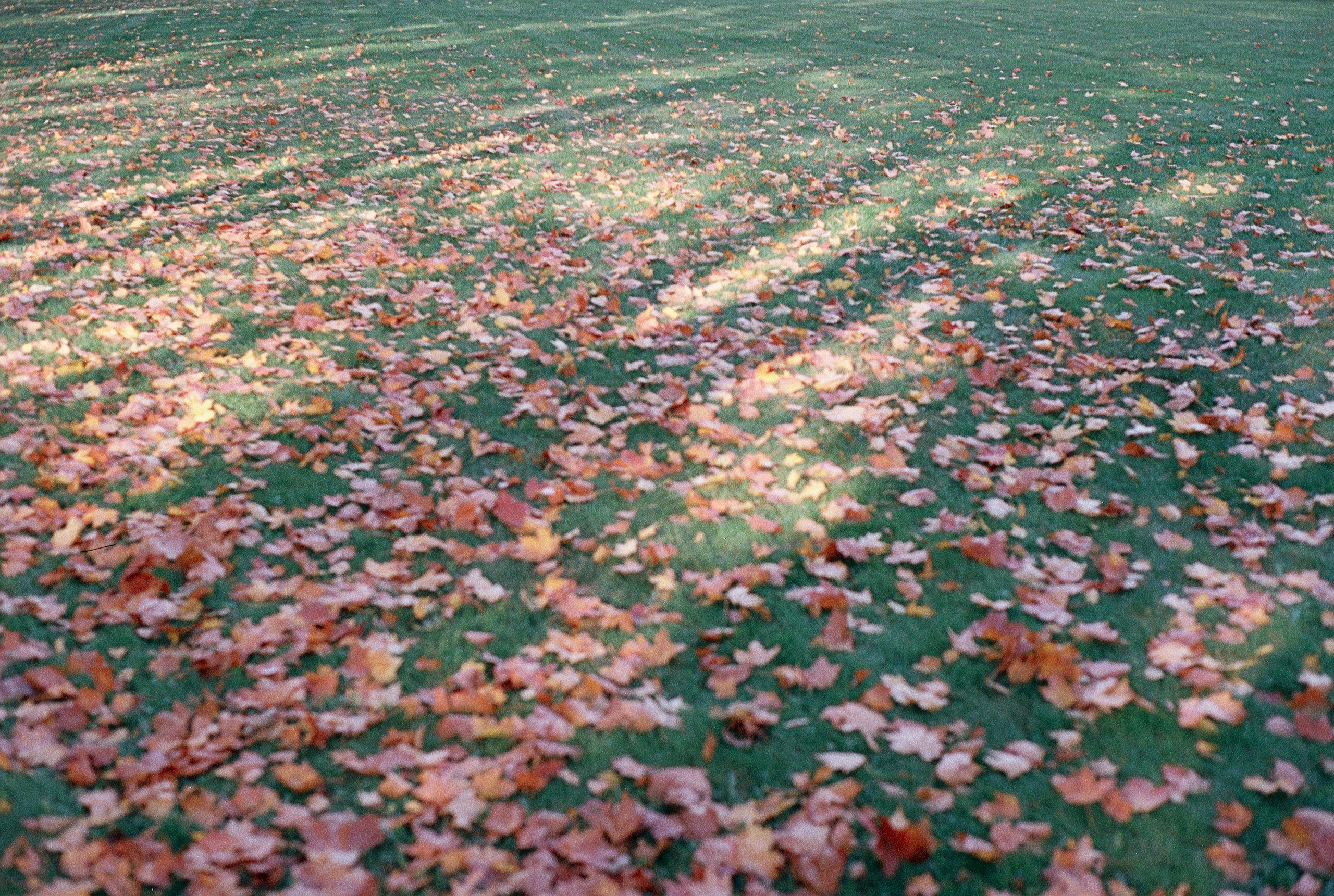 Silberra Color 160. Natalia Carney — Photographer, Model, Blogger